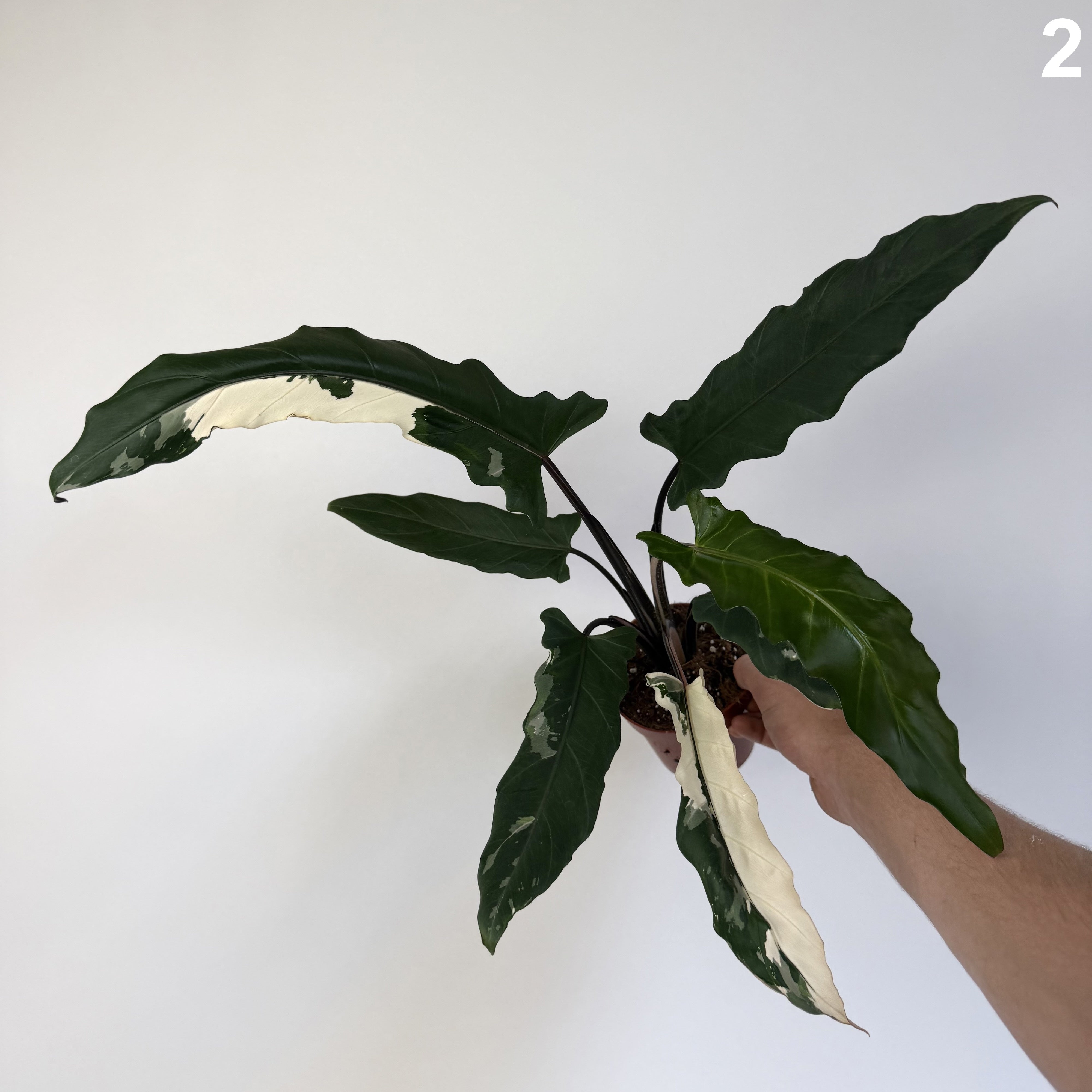 Alocasia Lauterbachiana Albo WW
