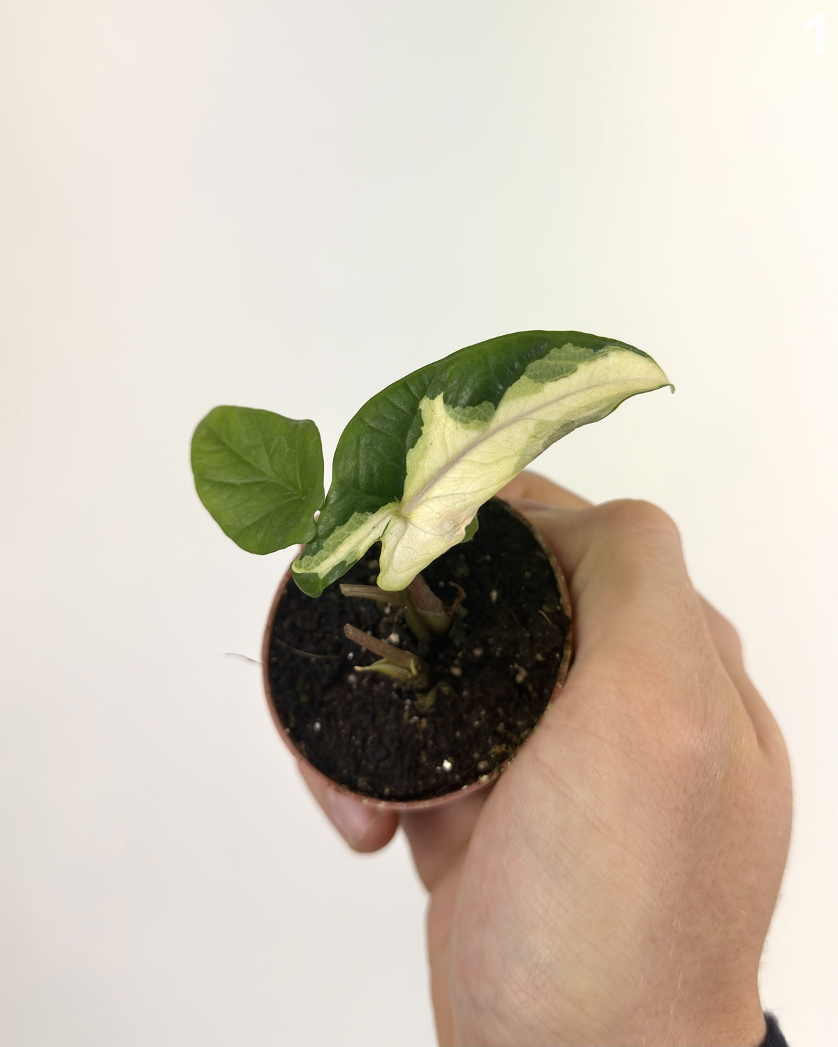 Alocasia Scalprum Albo Lava WW
