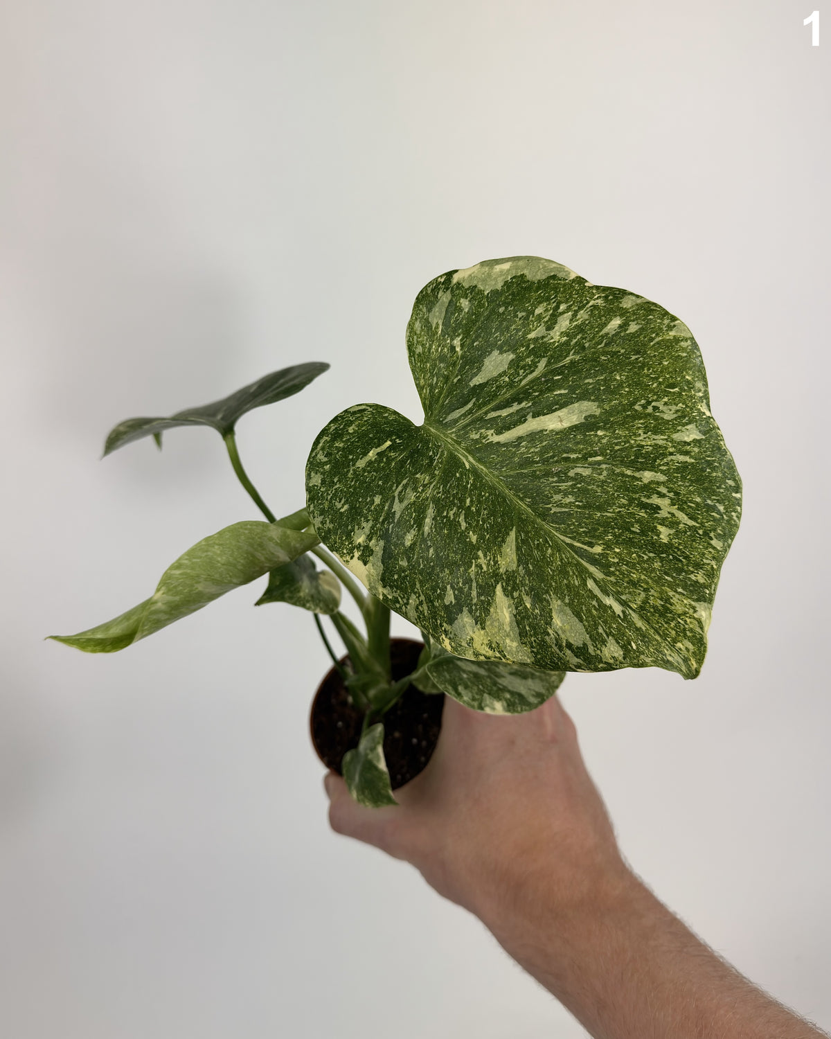 Monstera Deliciosa Legacy WW