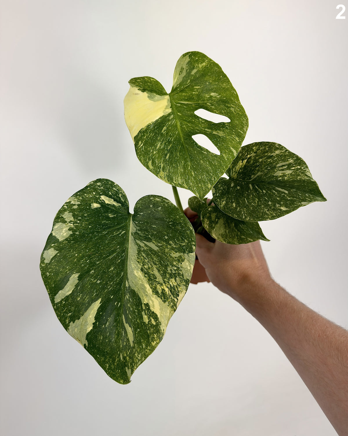 Monstera Deliciosa Legacy WW