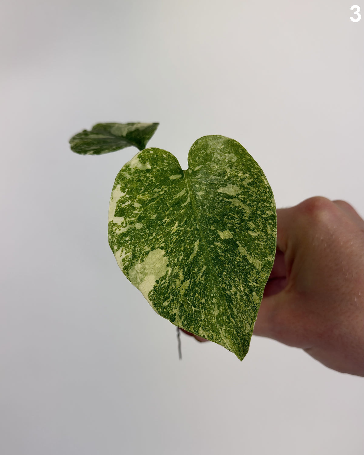Monstera Deliciosa Legacy WW