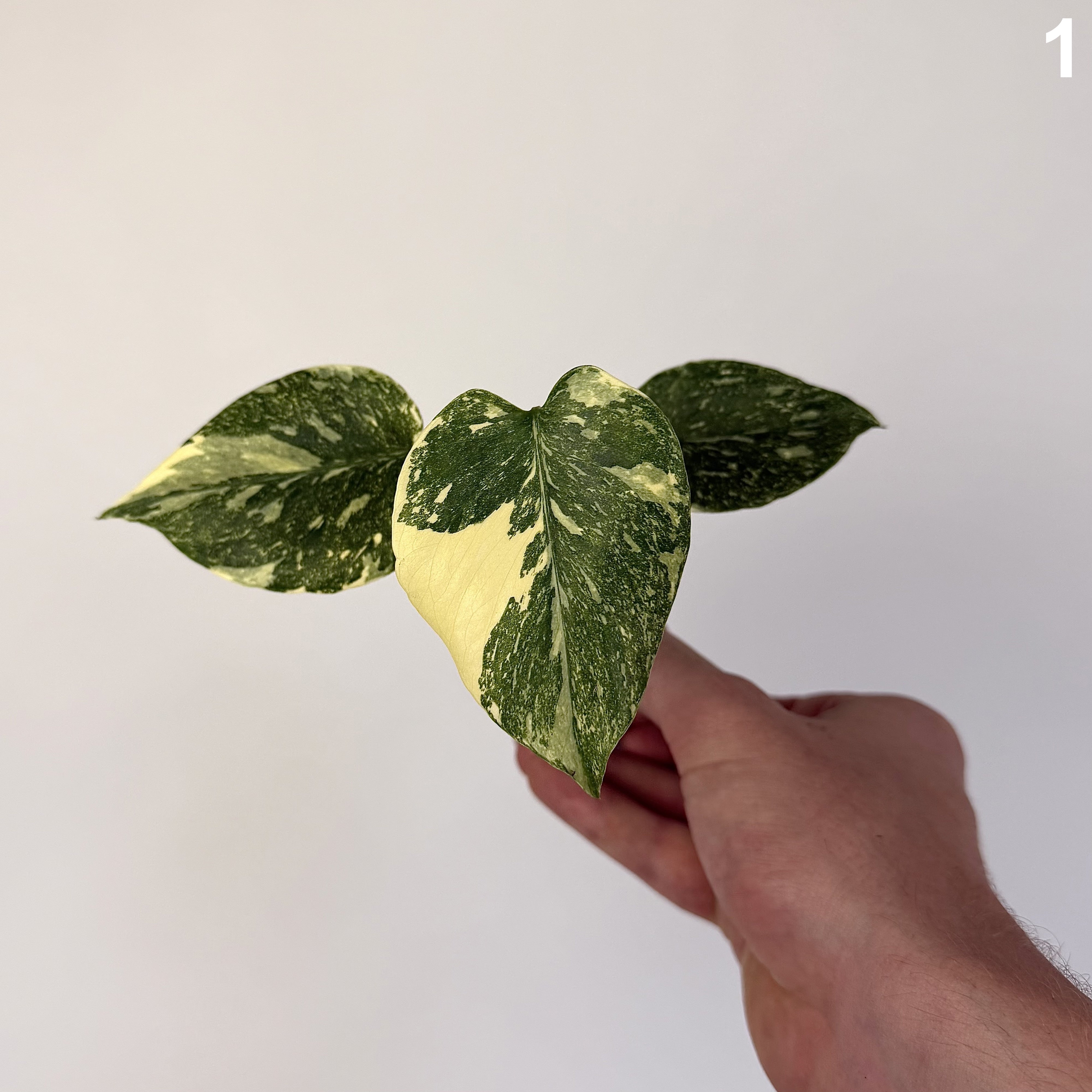 Monstera Deliciosa Legacy WW