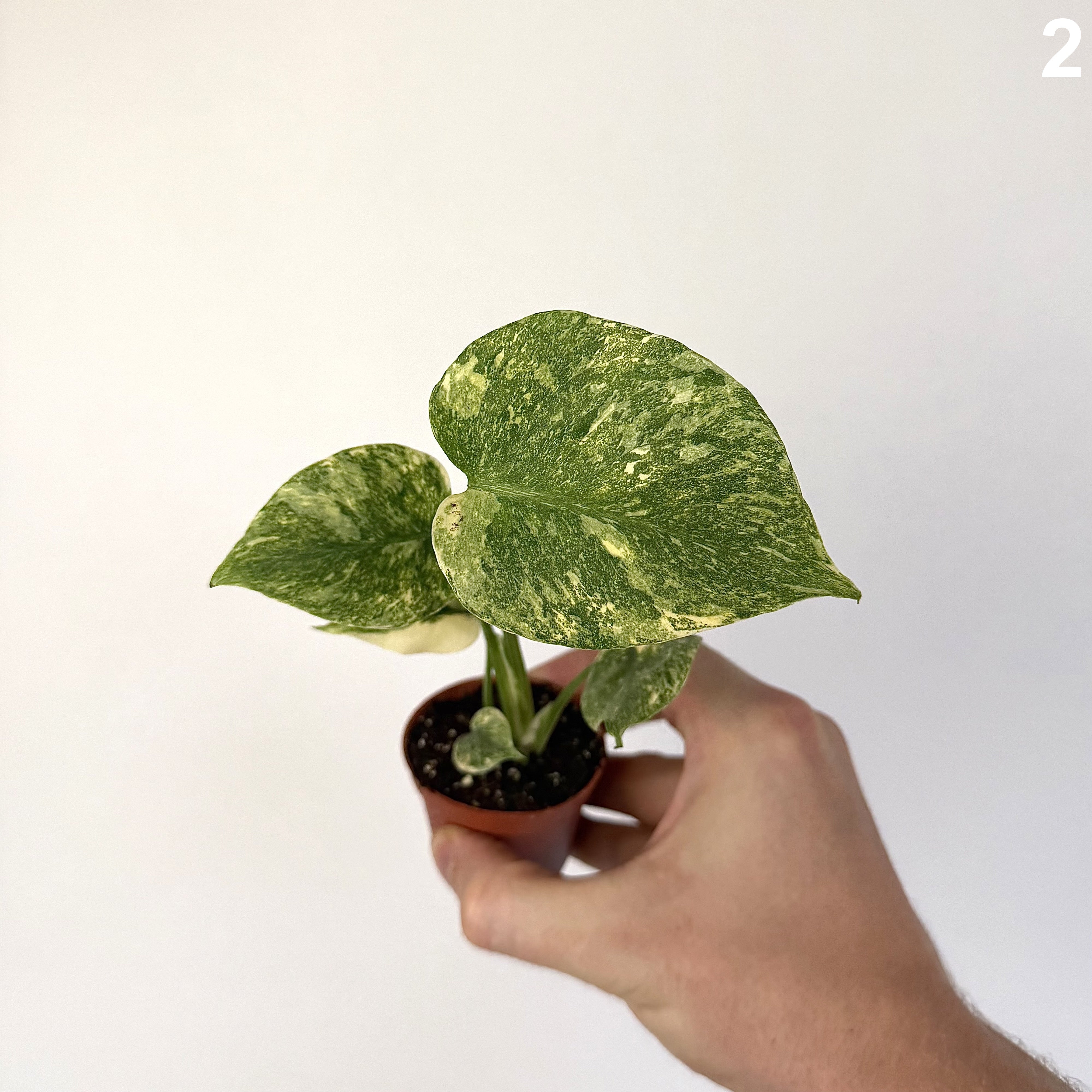 Monstera Deliciosa Legacy WW