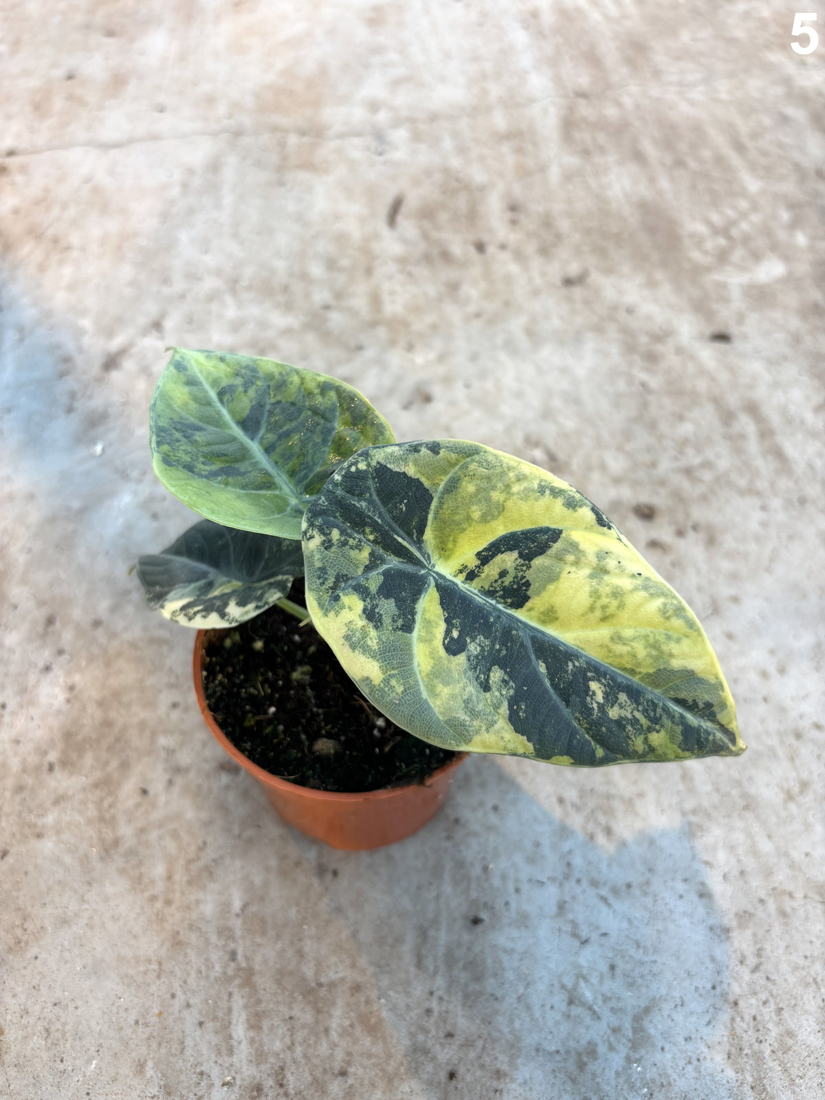 Alocasia Maharani Lemon Lime WW