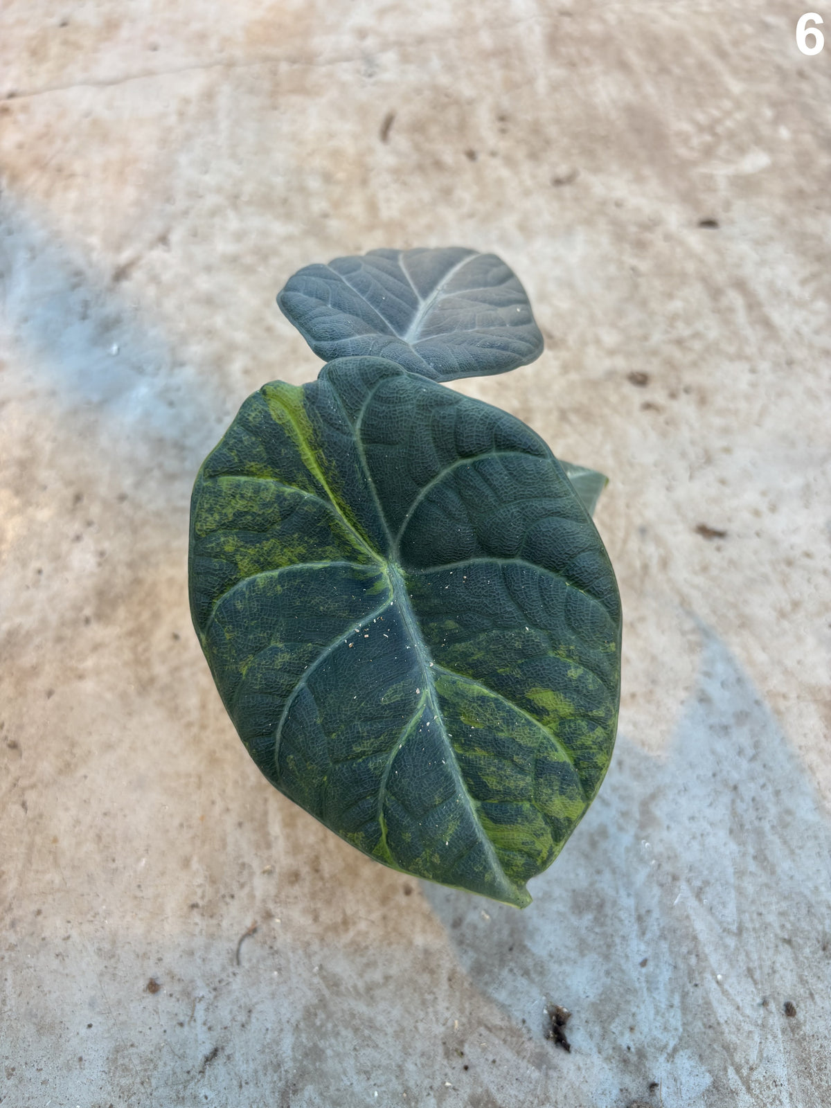 Alocasia Maharani Lemon Lime WW