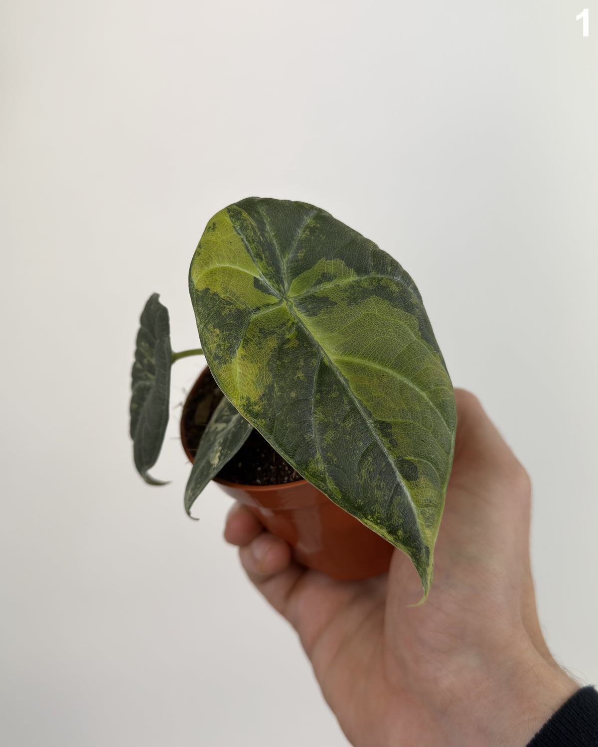 Alocasia Maharani Lemon Lime WW