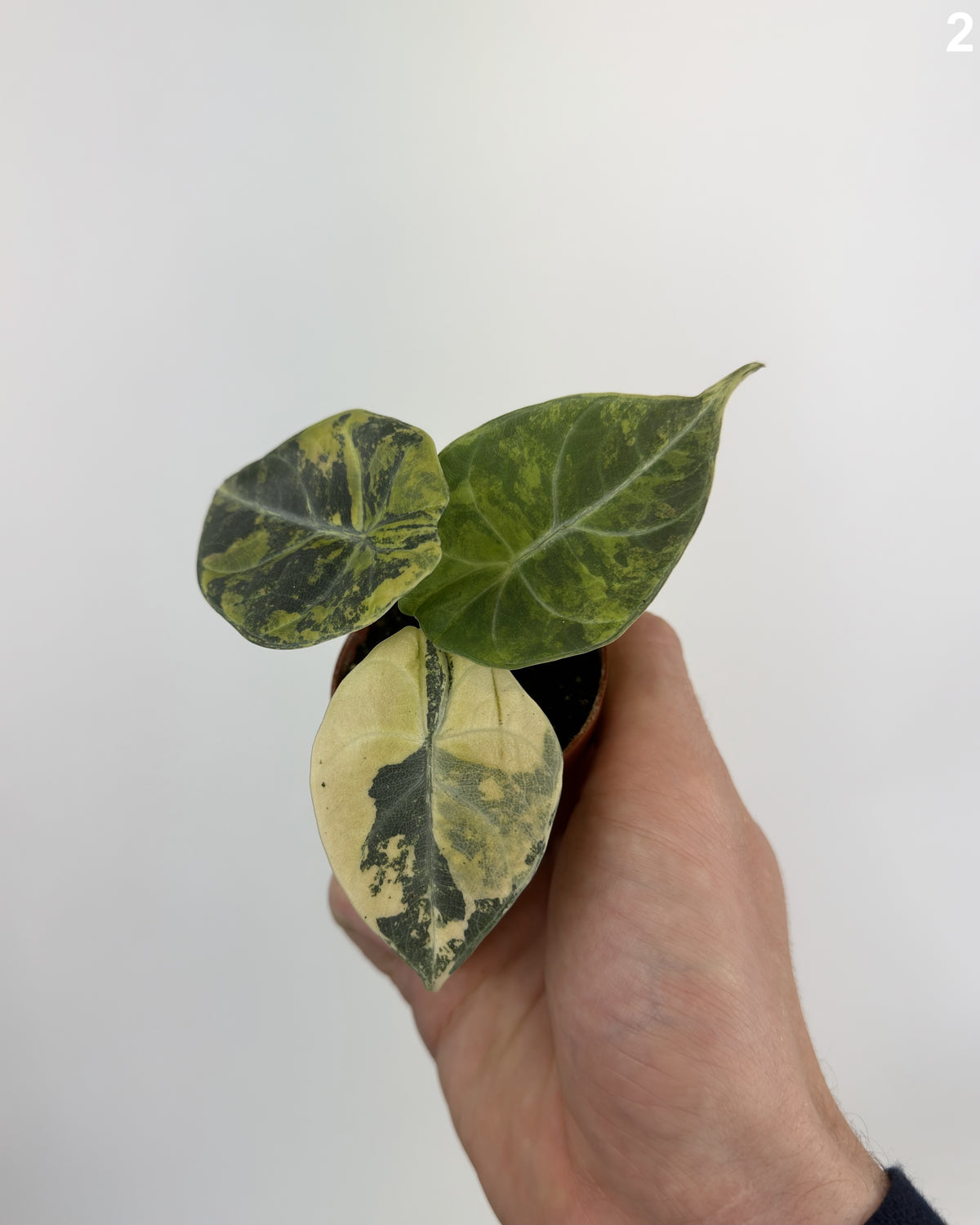 Alocasia Maharani Lemon Lime WW