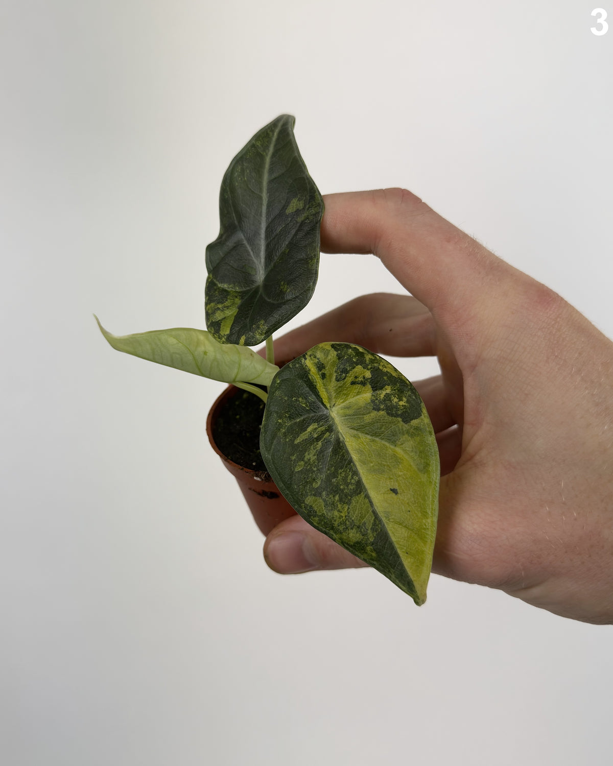 Alocasia Maharani Lemon Lime WW