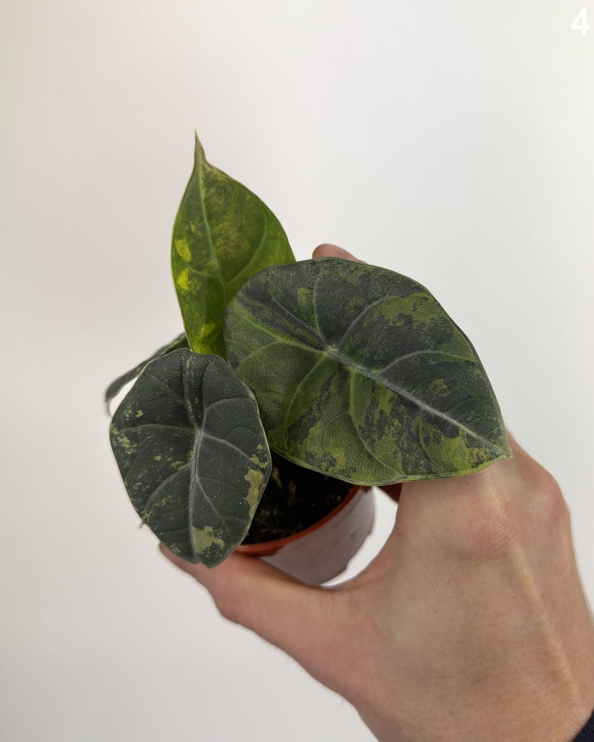 Alocasia Maharani Lemon Lime WW