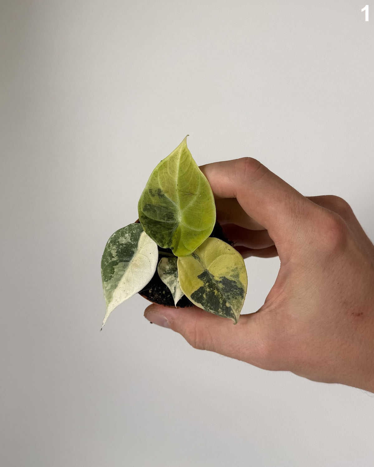 Alocasia Maharani Lemon Lime WW