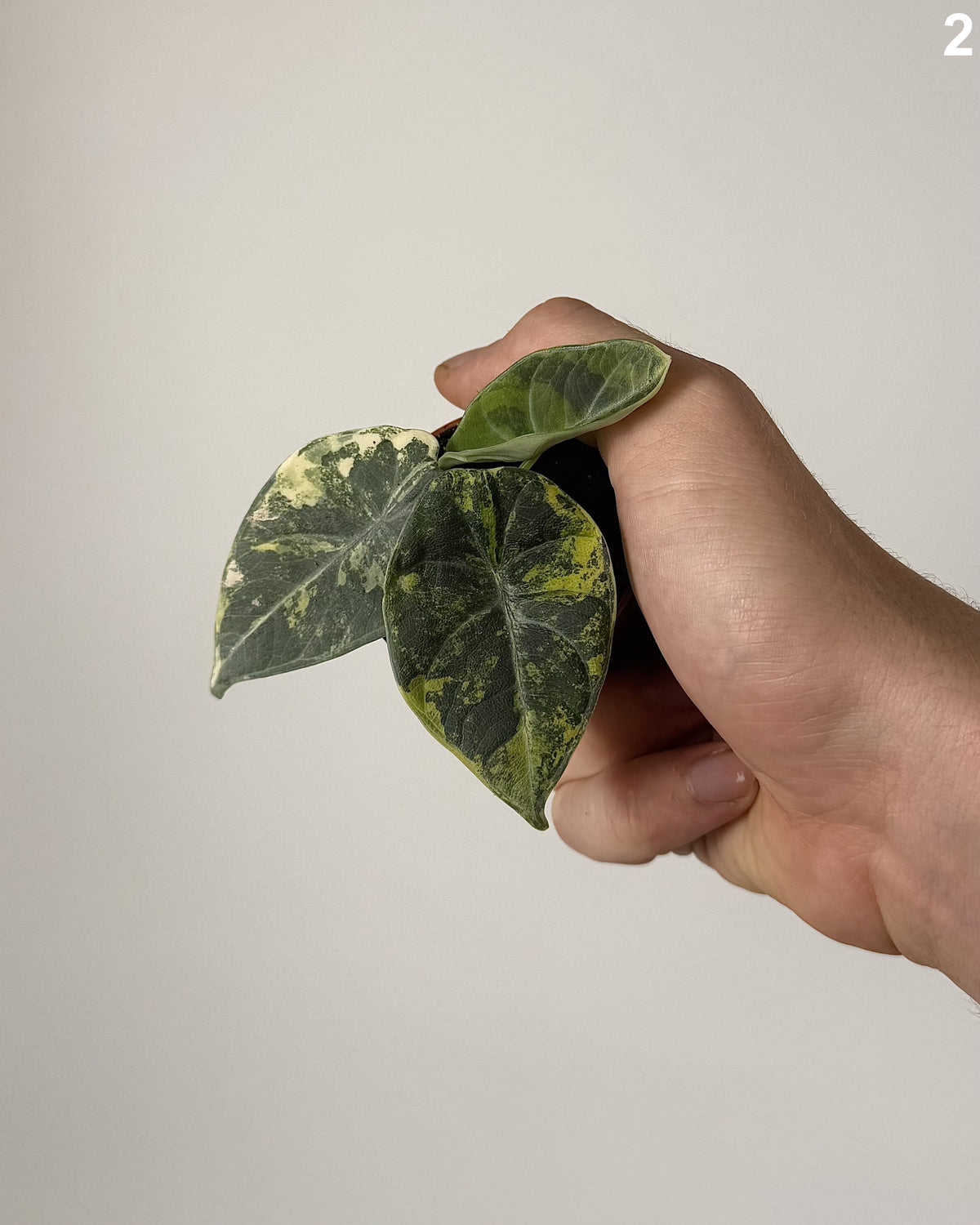 Alocasia Maharani Lemon Lime WW