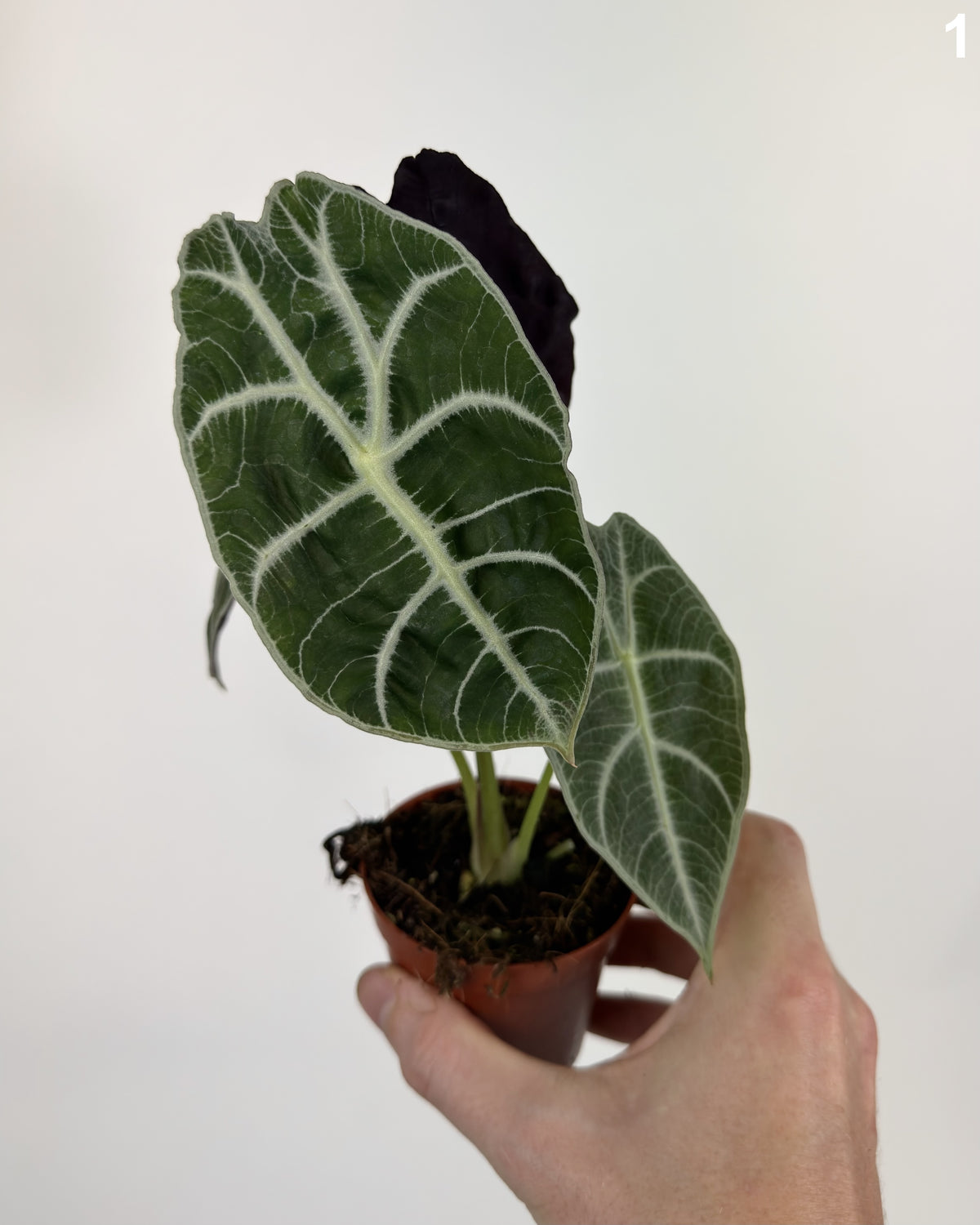 Alocasia Watsoniana Lightning WW