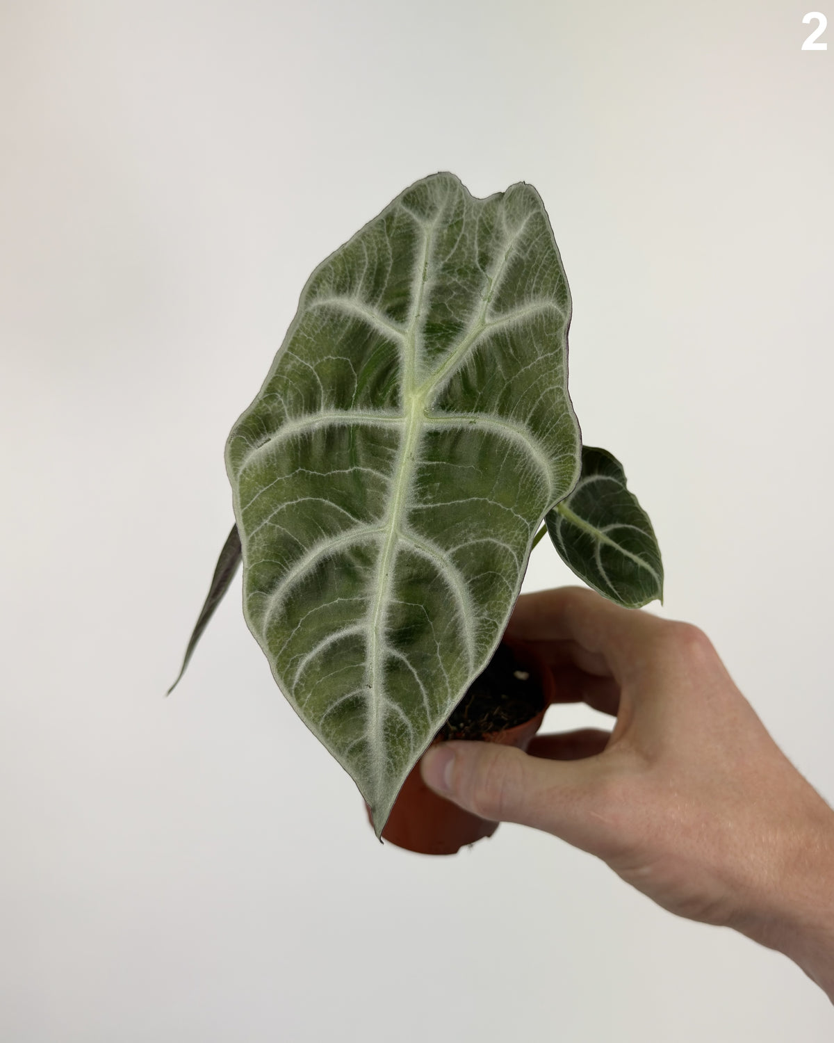 Alocasia Watsoniana Lightning WW