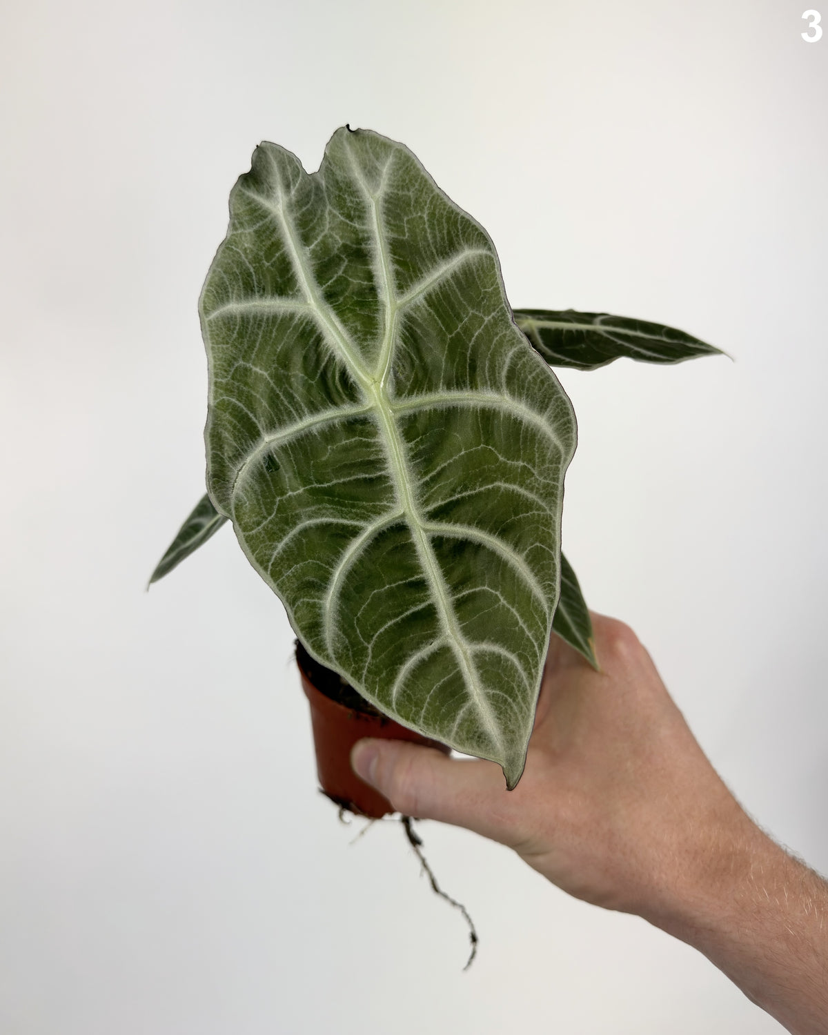 Alocasia Watsoniana Lightning WW