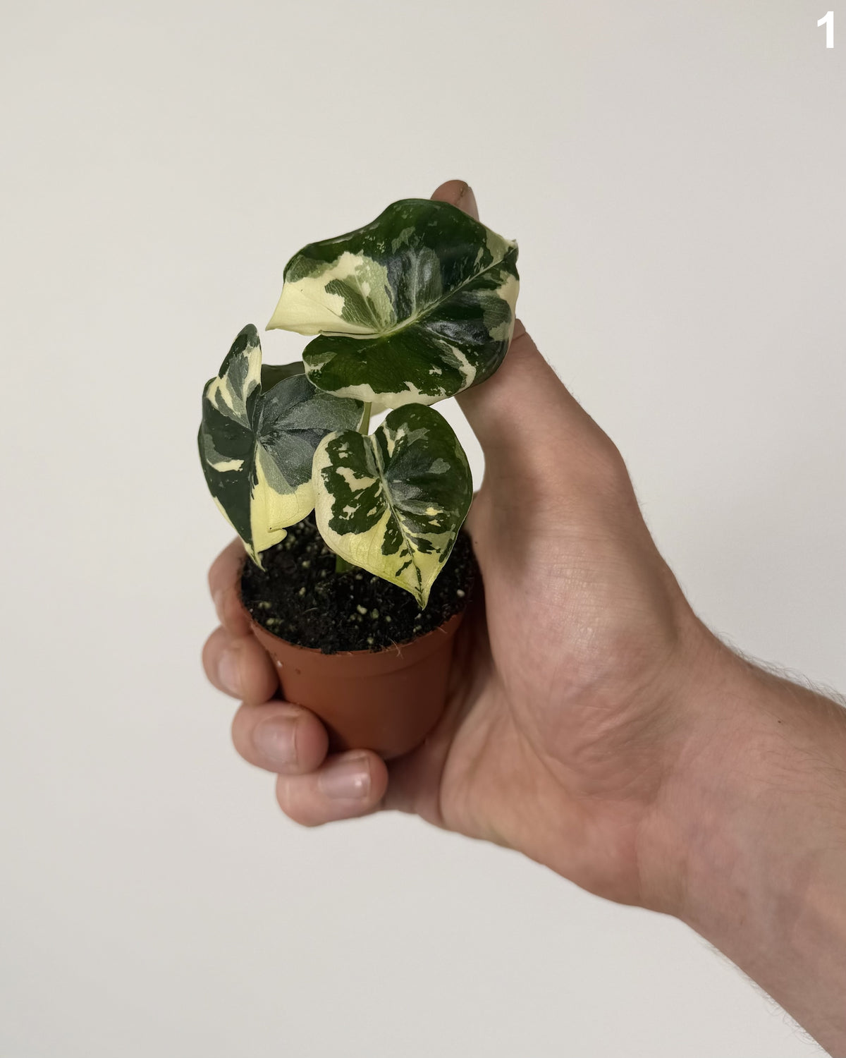 Alocasia London Eye Albo WW