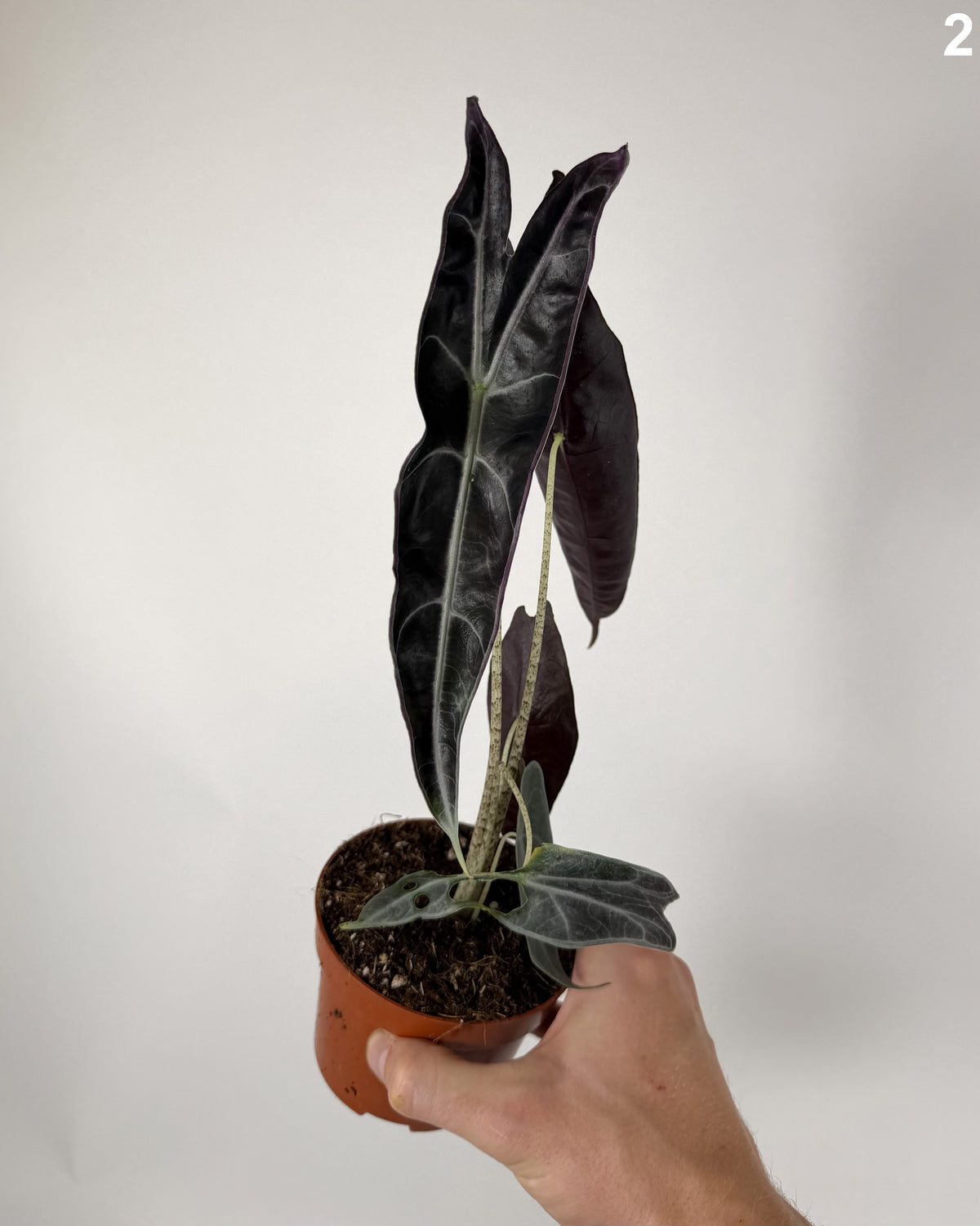 Alocasia Longiloba Purple WW