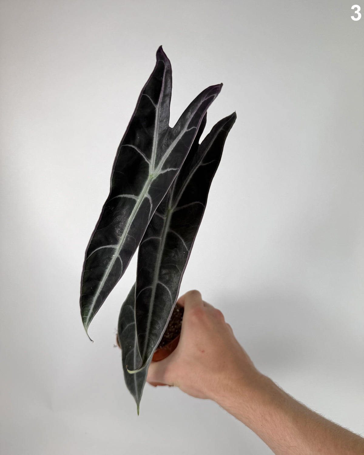 Alocasia Longiloba Purple WW