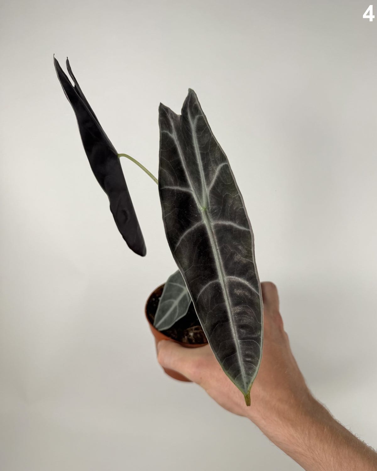 Alocasia Longiloba Purple WW