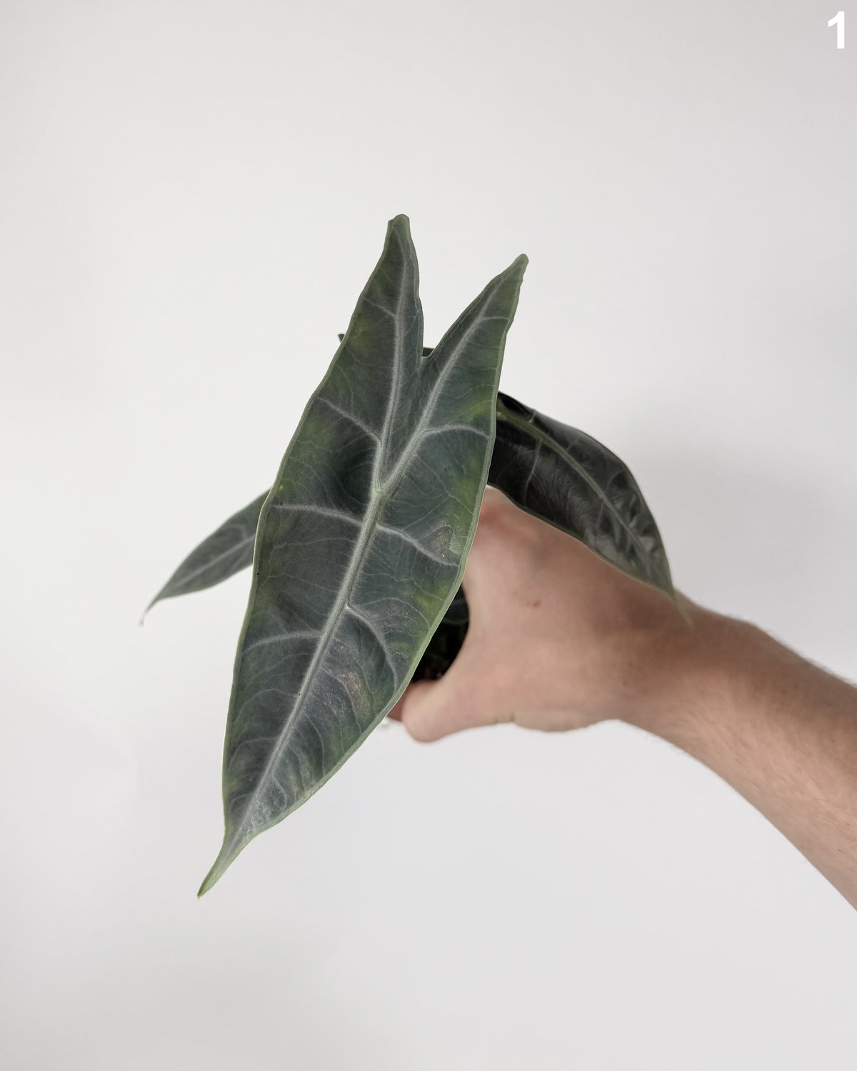 Alocasia Longiloba Silver WW