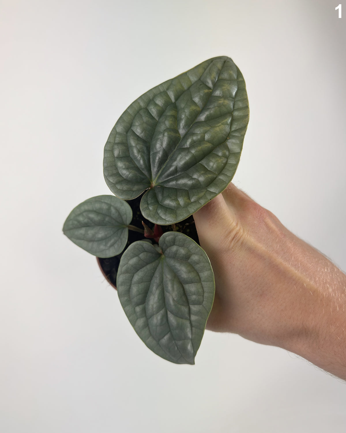 Anthurium Luxurians WW