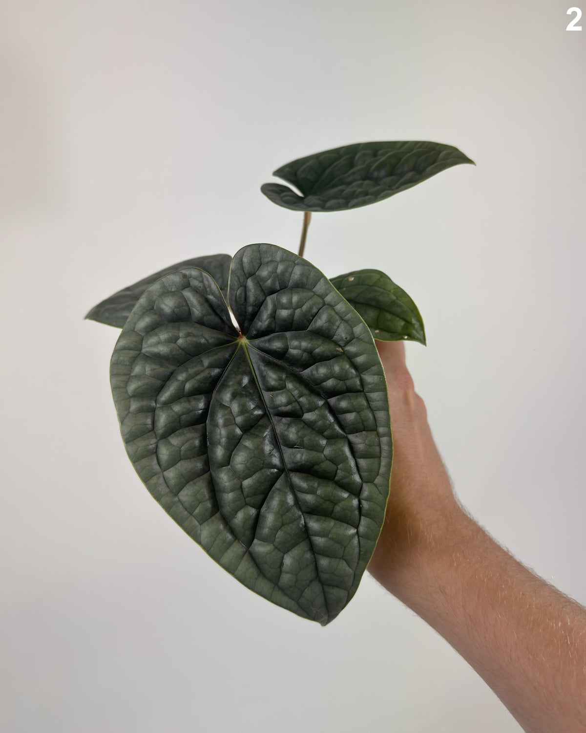 Anthurium Luxurians WW