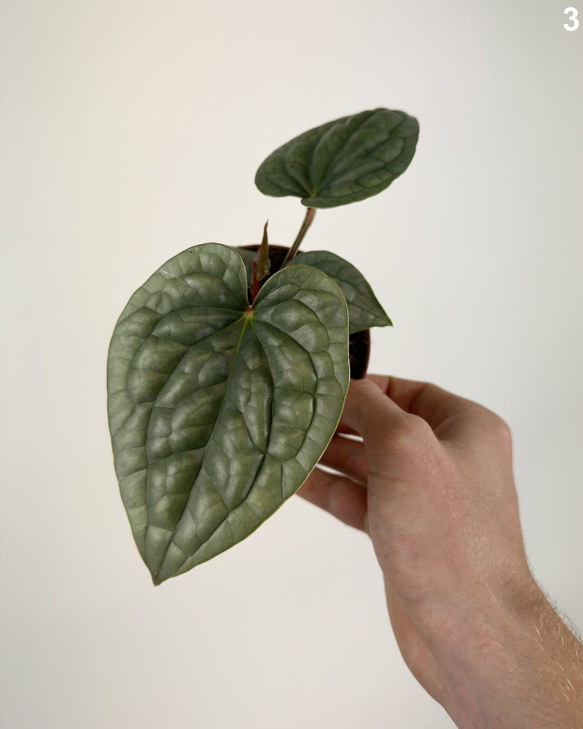 Anthurium Luxurians WW