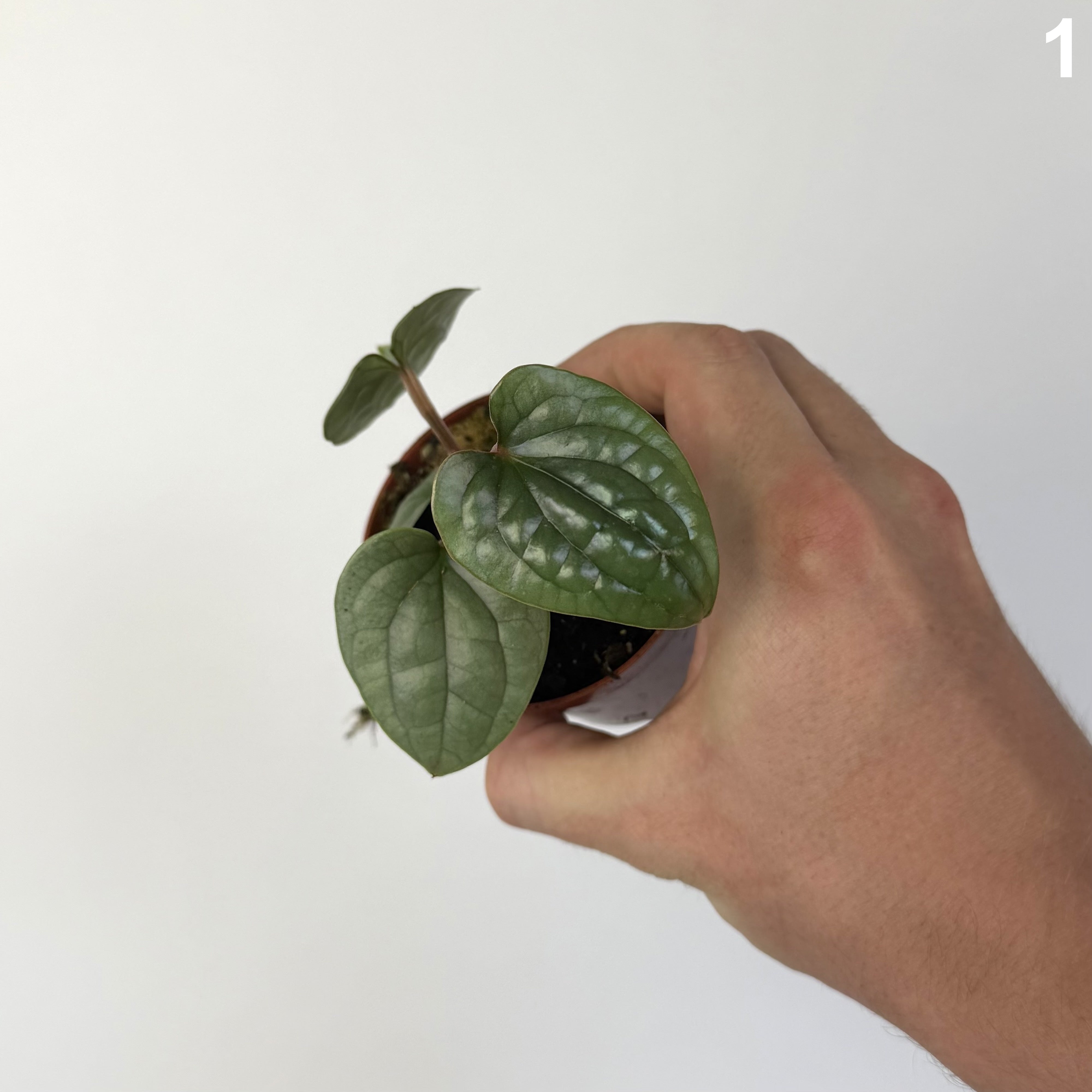 Anthurium Luxurians WW