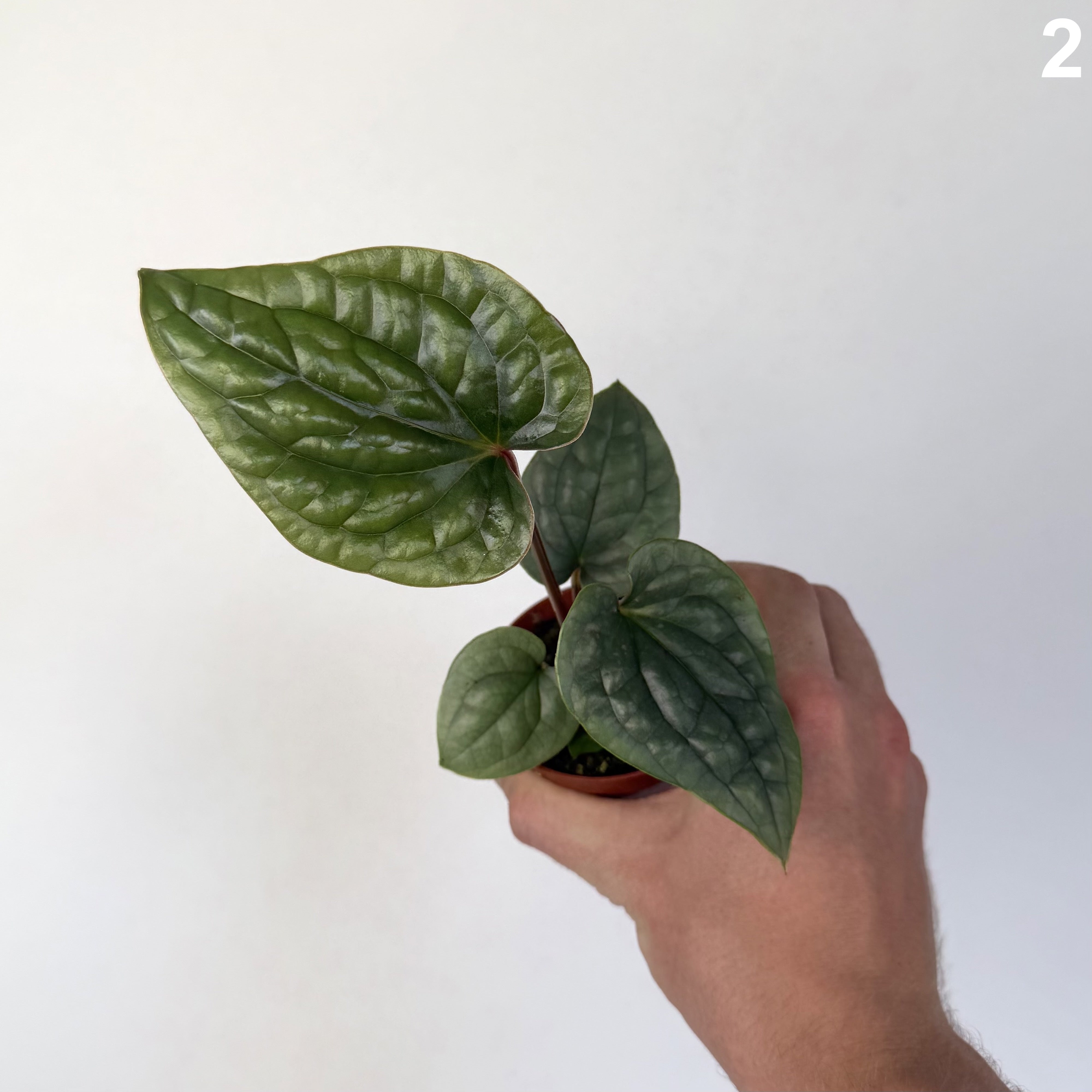 Anthurium Luxurians WW