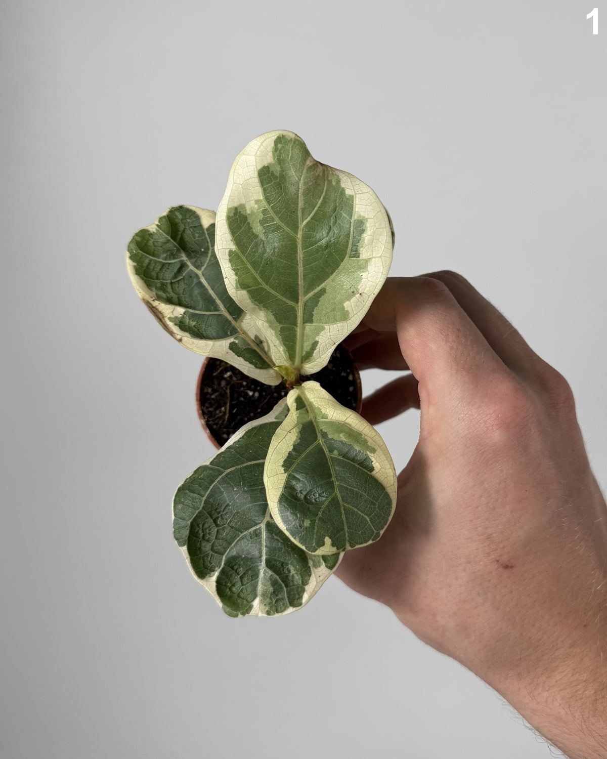 Ficus Lyrata Variegata WW