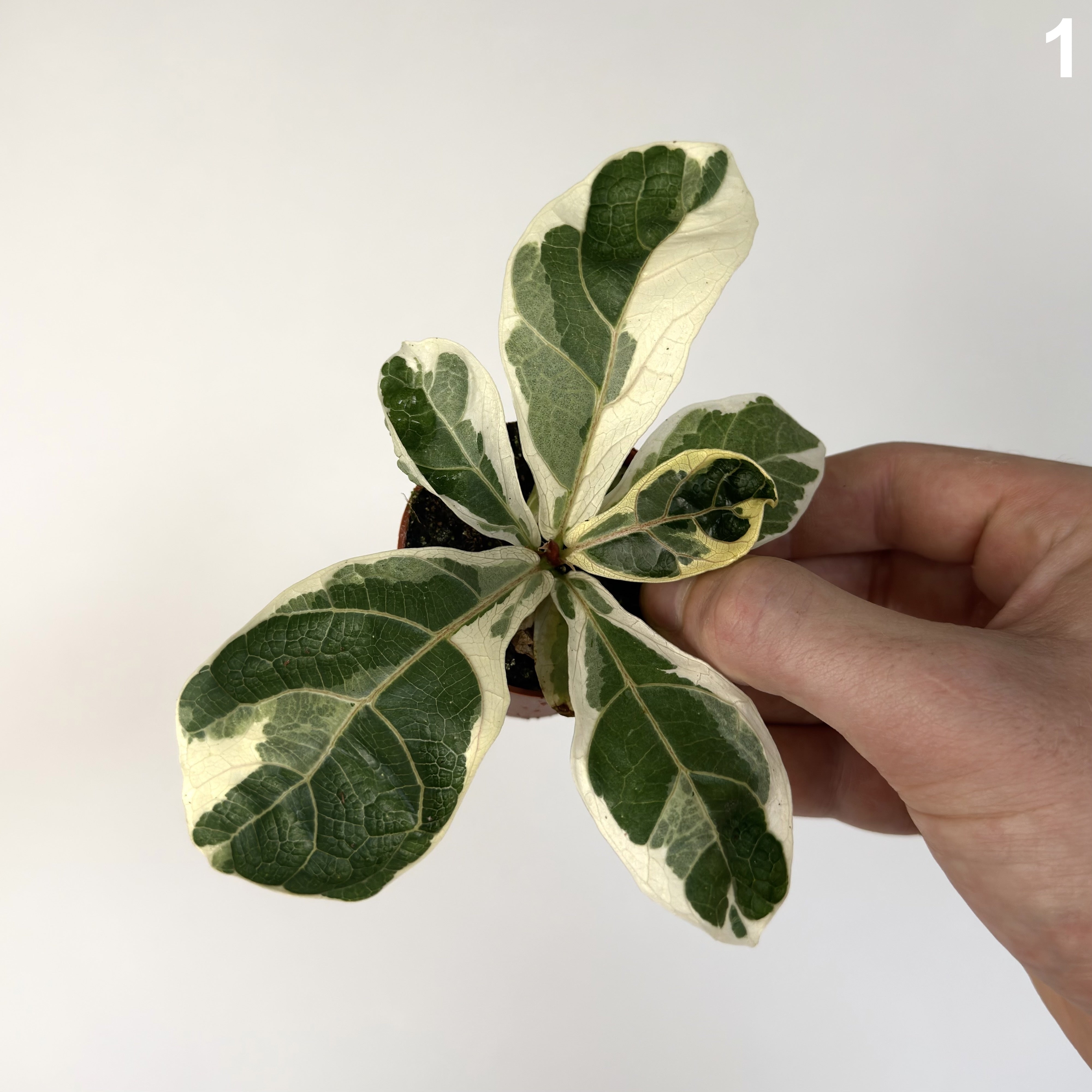 Ficus Lyrata WW