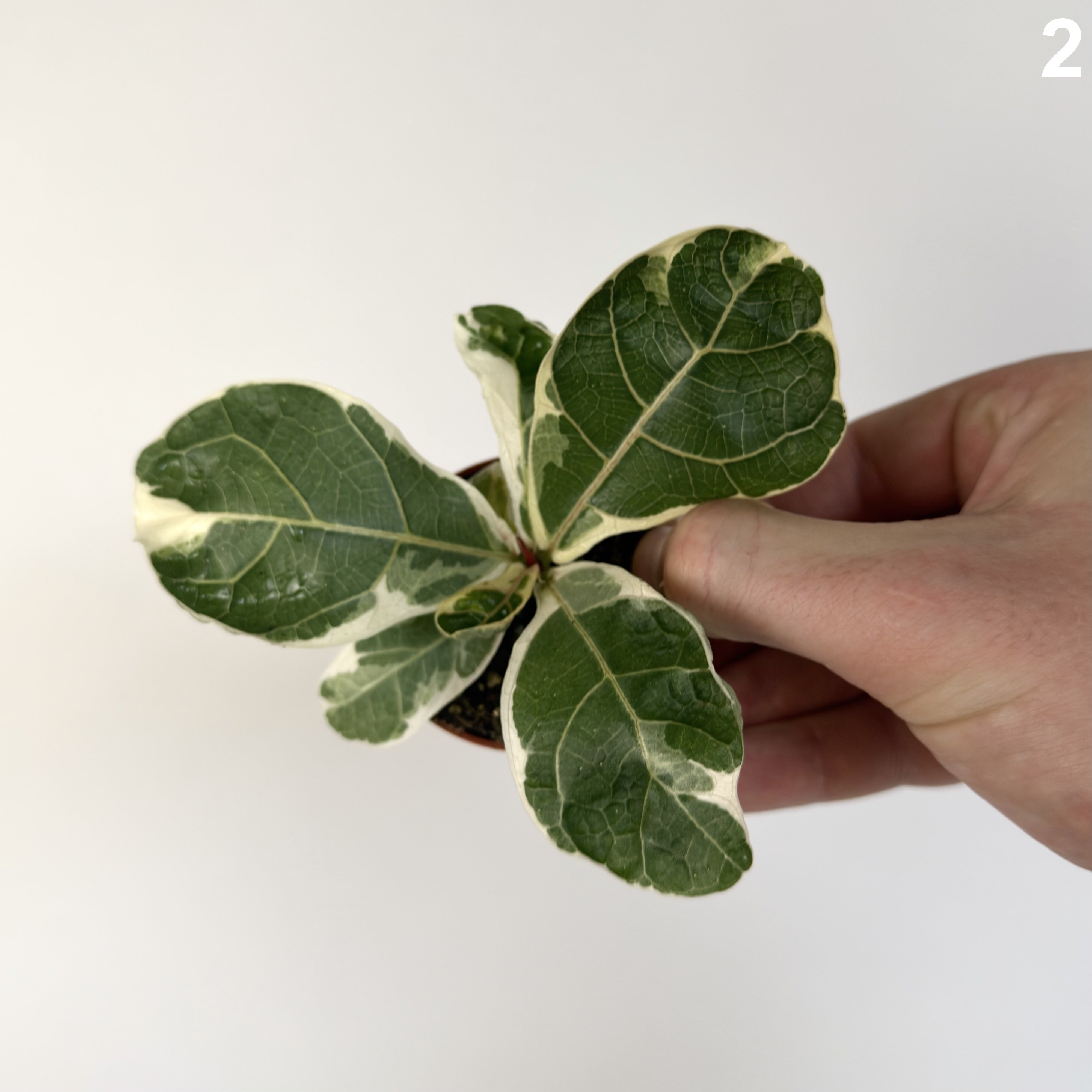 Ficus Lyrata WW