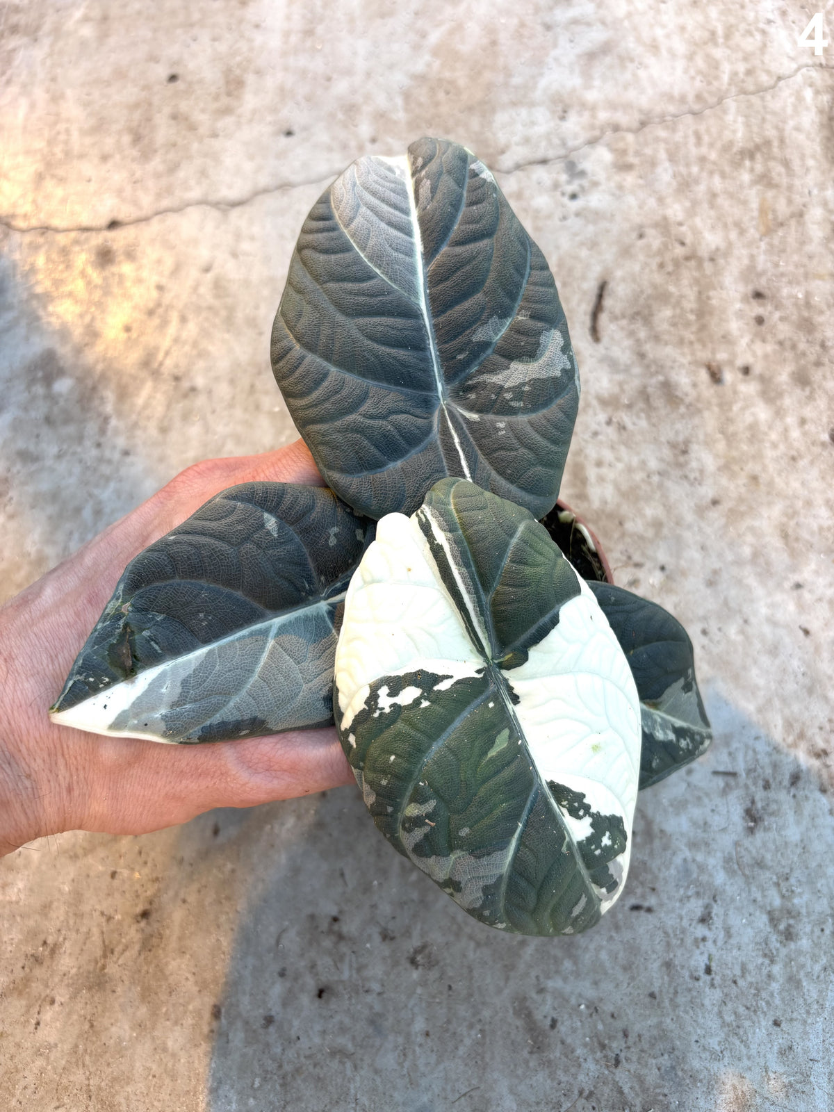Alocasia Maharani Albo WW