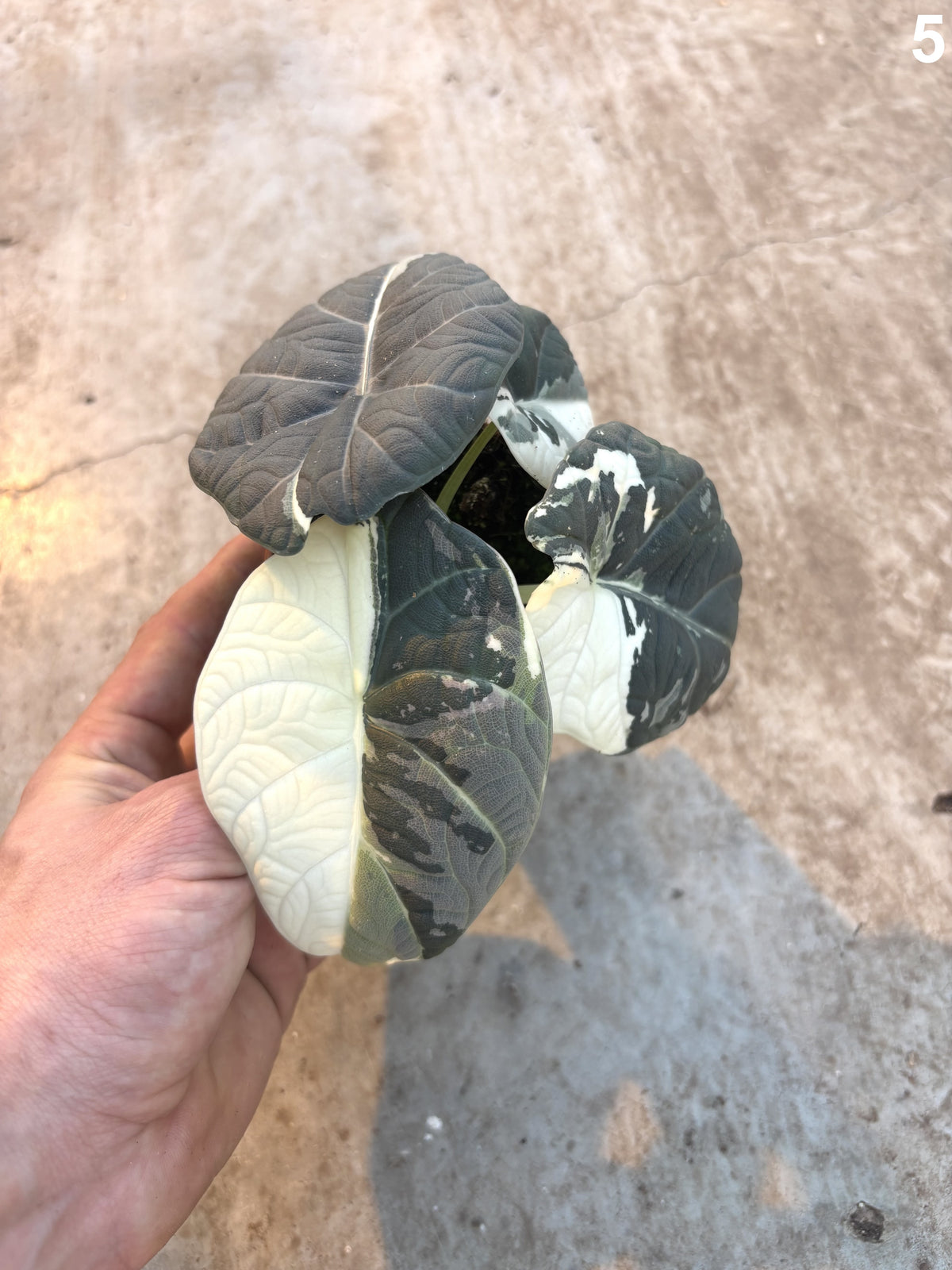 Alocasia Maharani Albo WW
