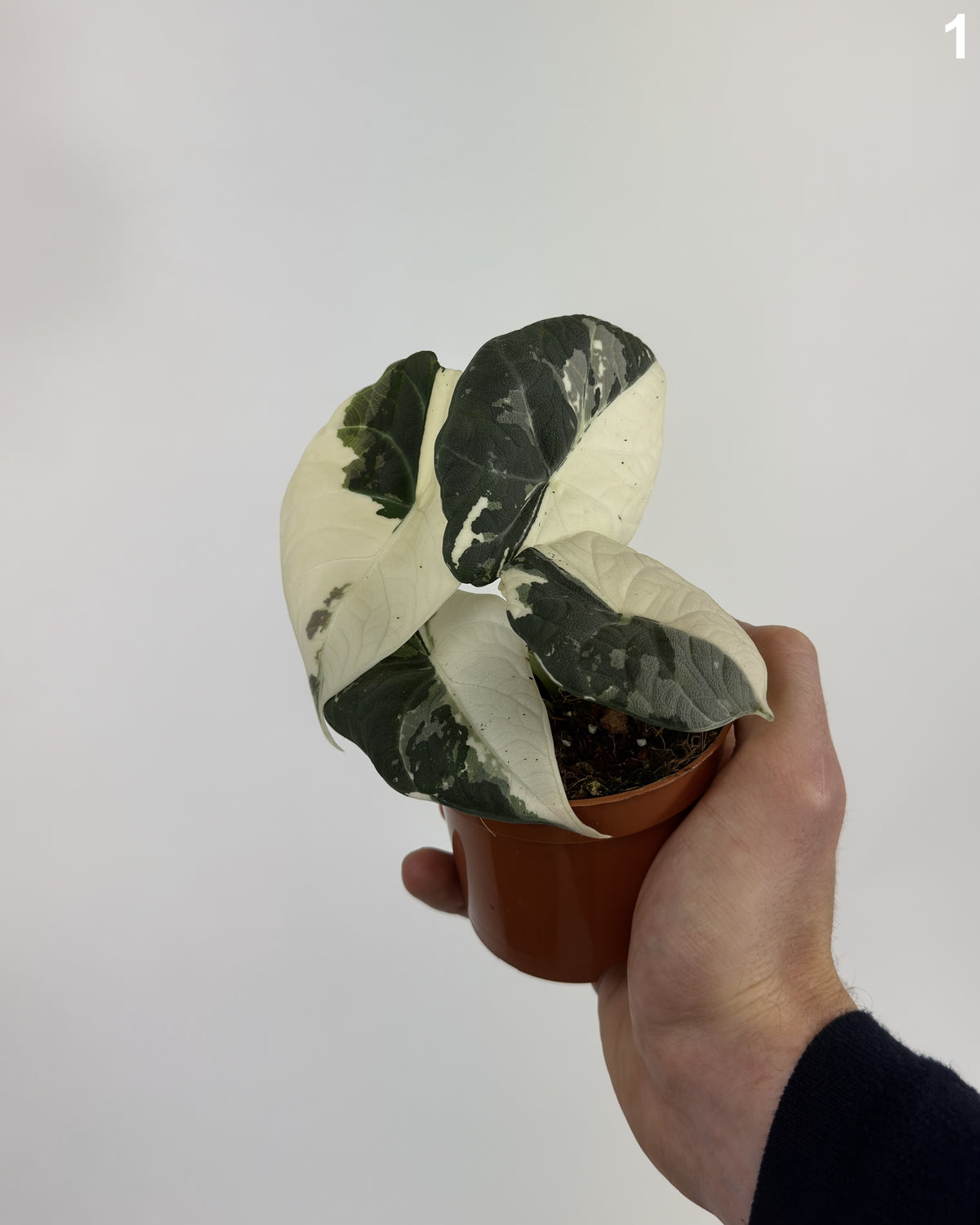 Alocasia Maharani Albo WW