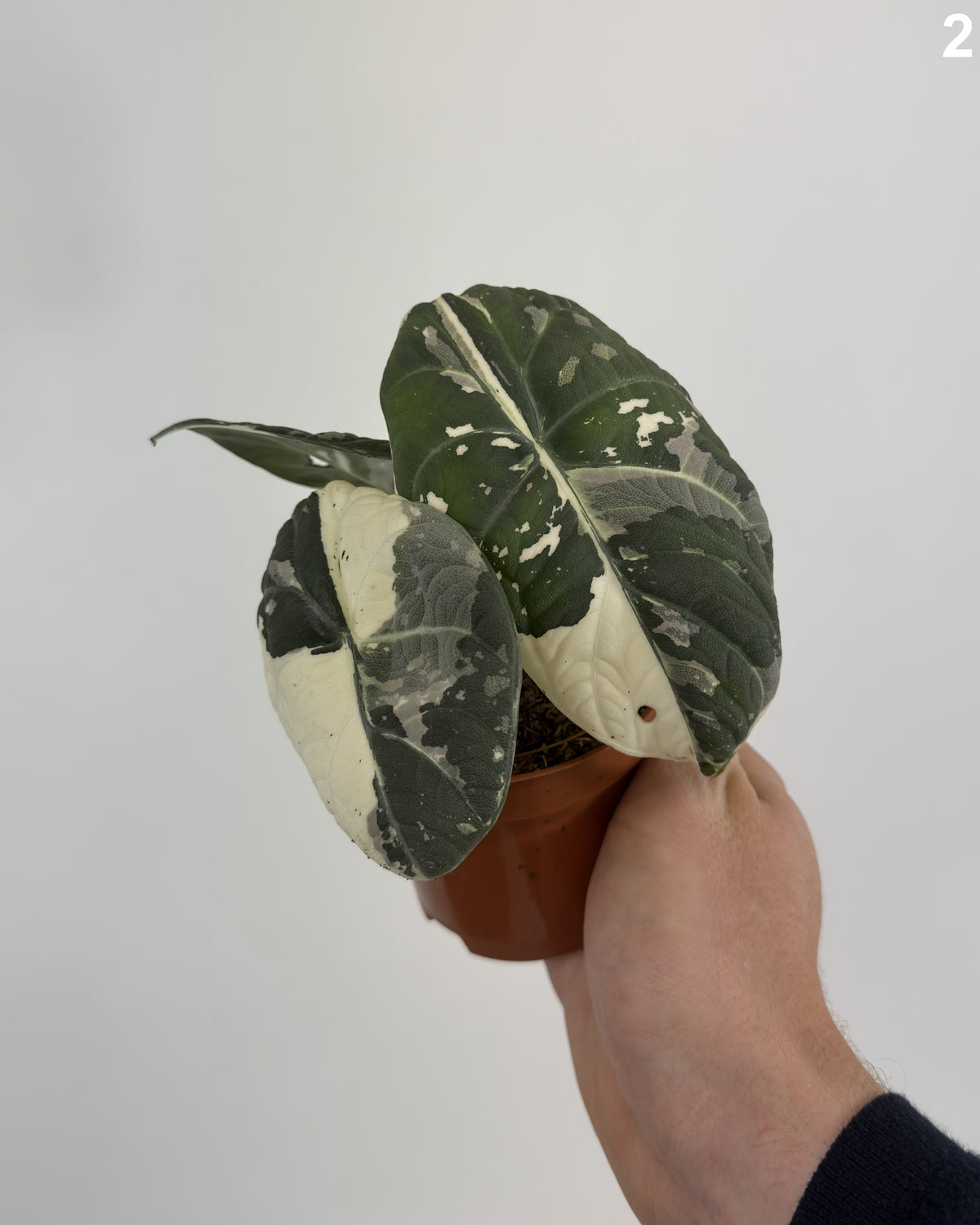 Alocasia Maharani Albo WW