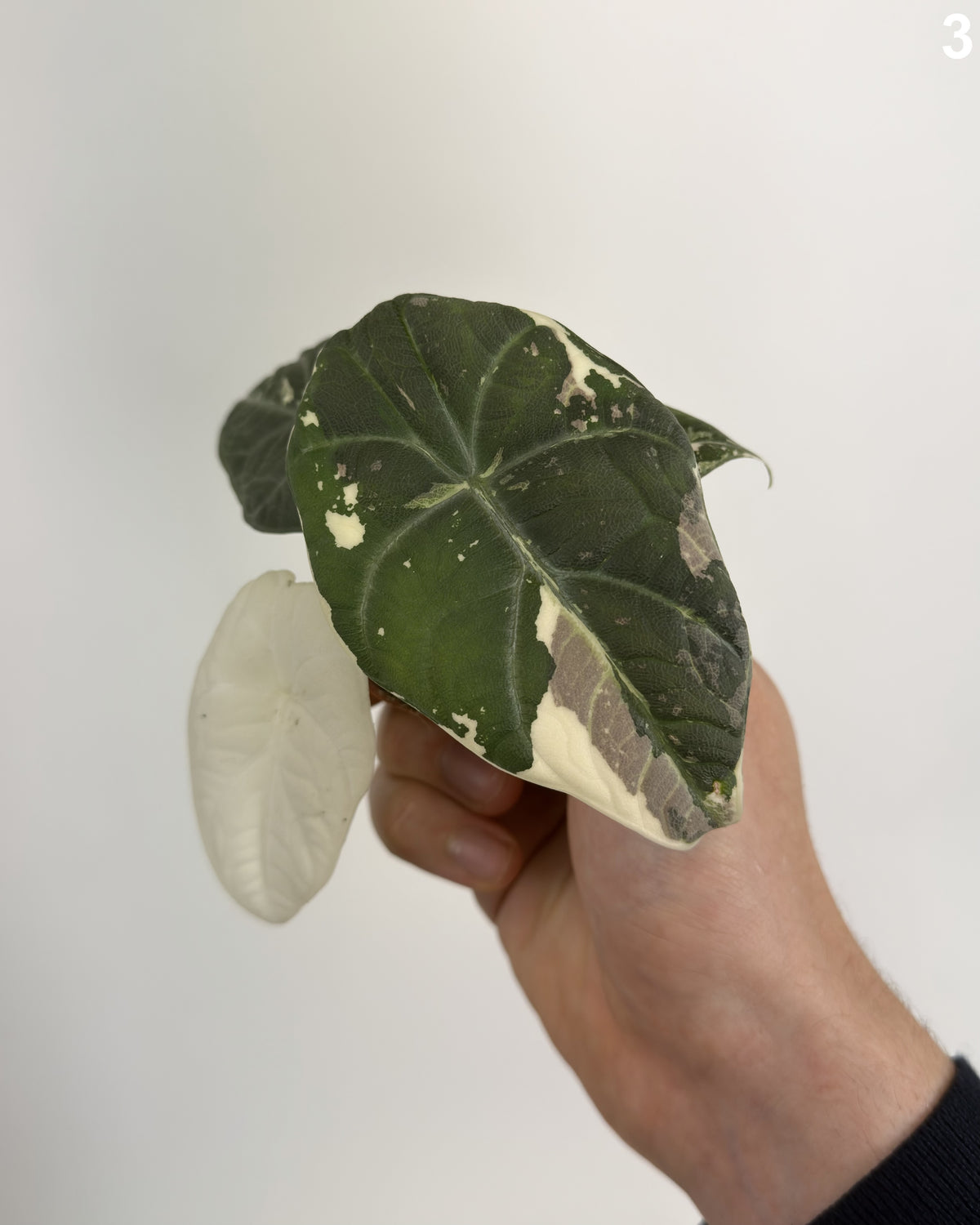 Alocasia Maharani Albo WW