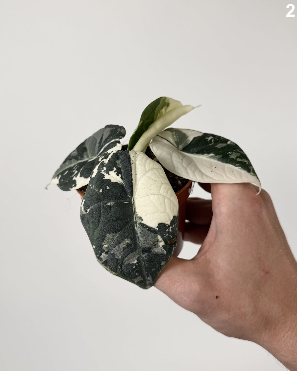 Alocasia Maharani Albo WW