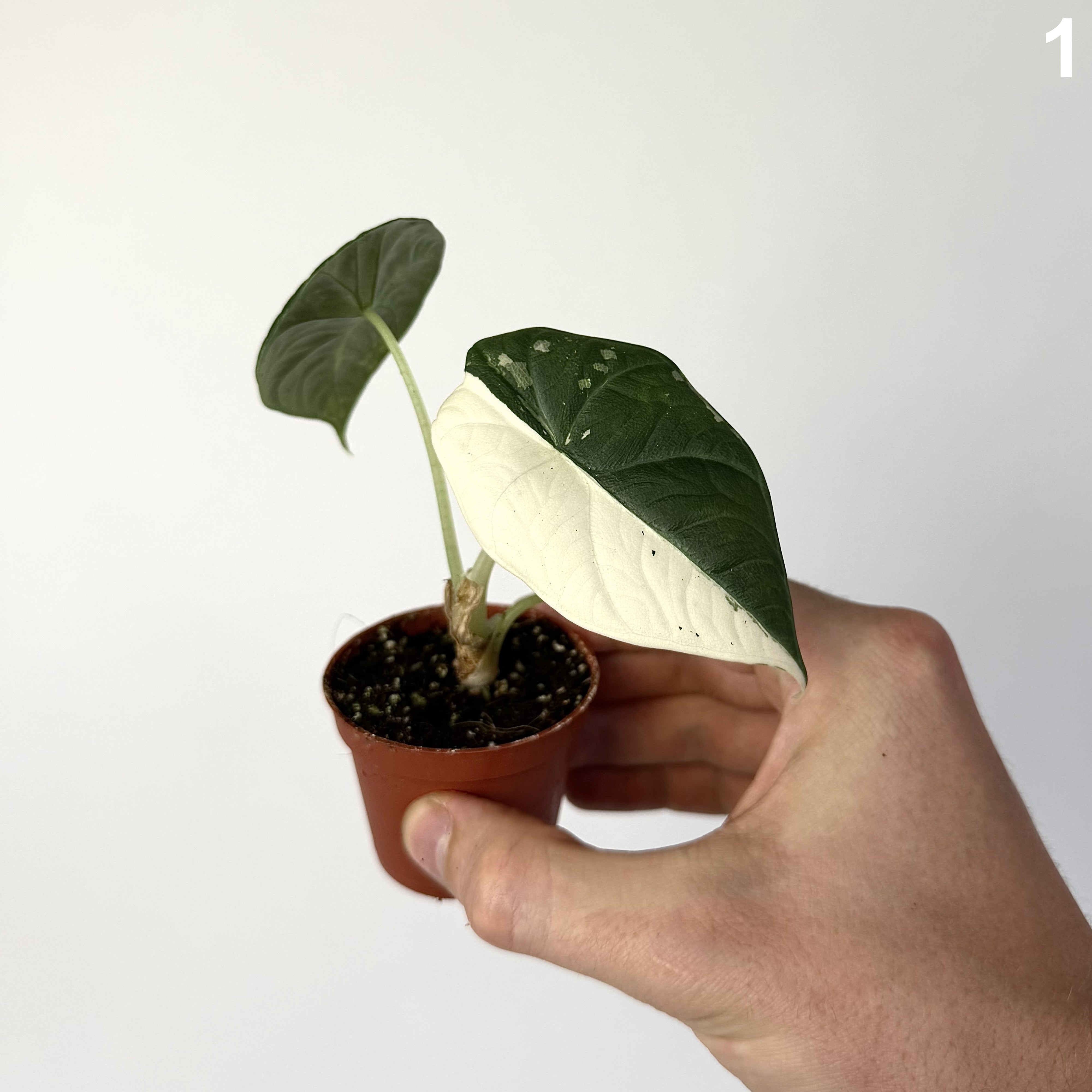 Alocasia Maharani Albo WW
