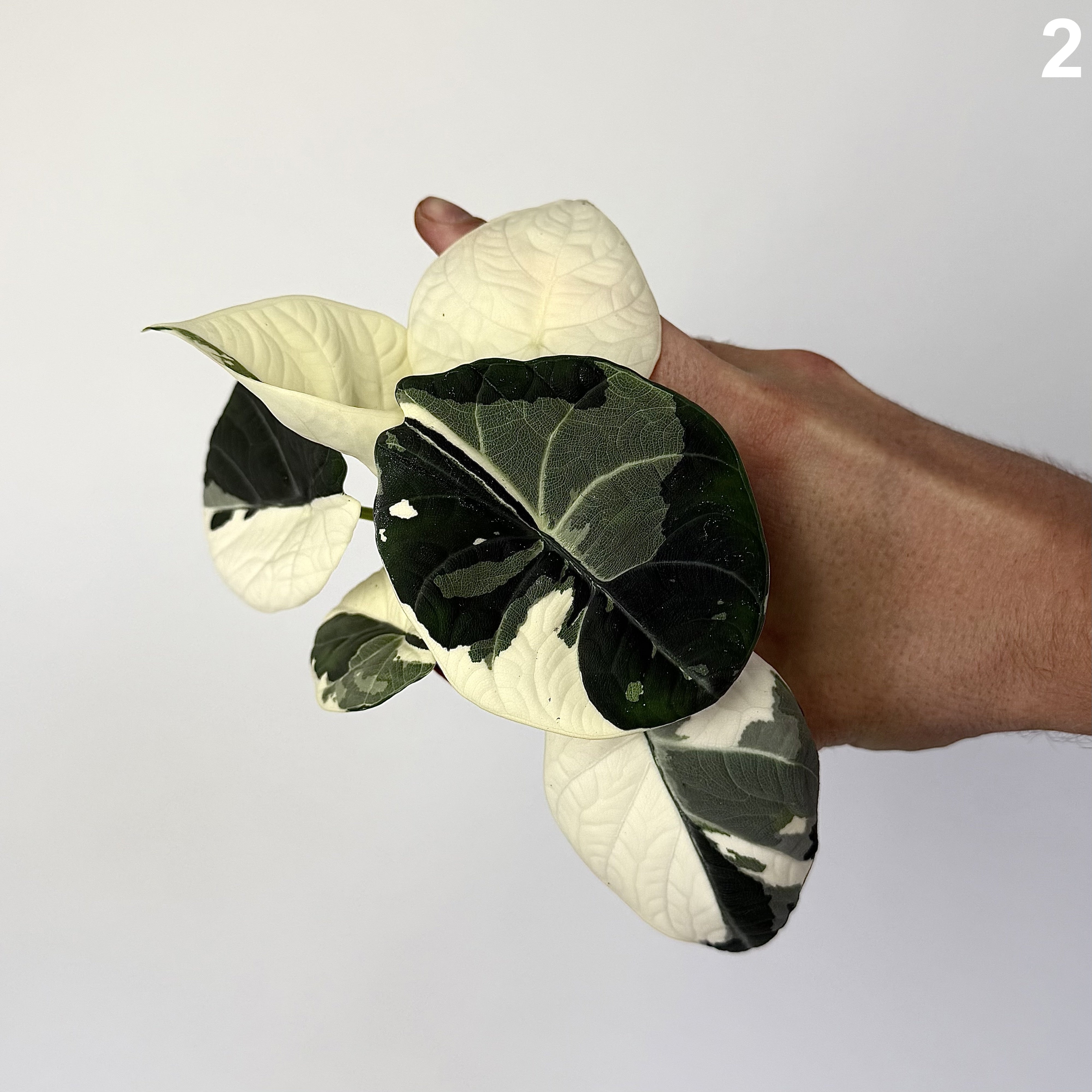 Alocasia Maharani Albo WW