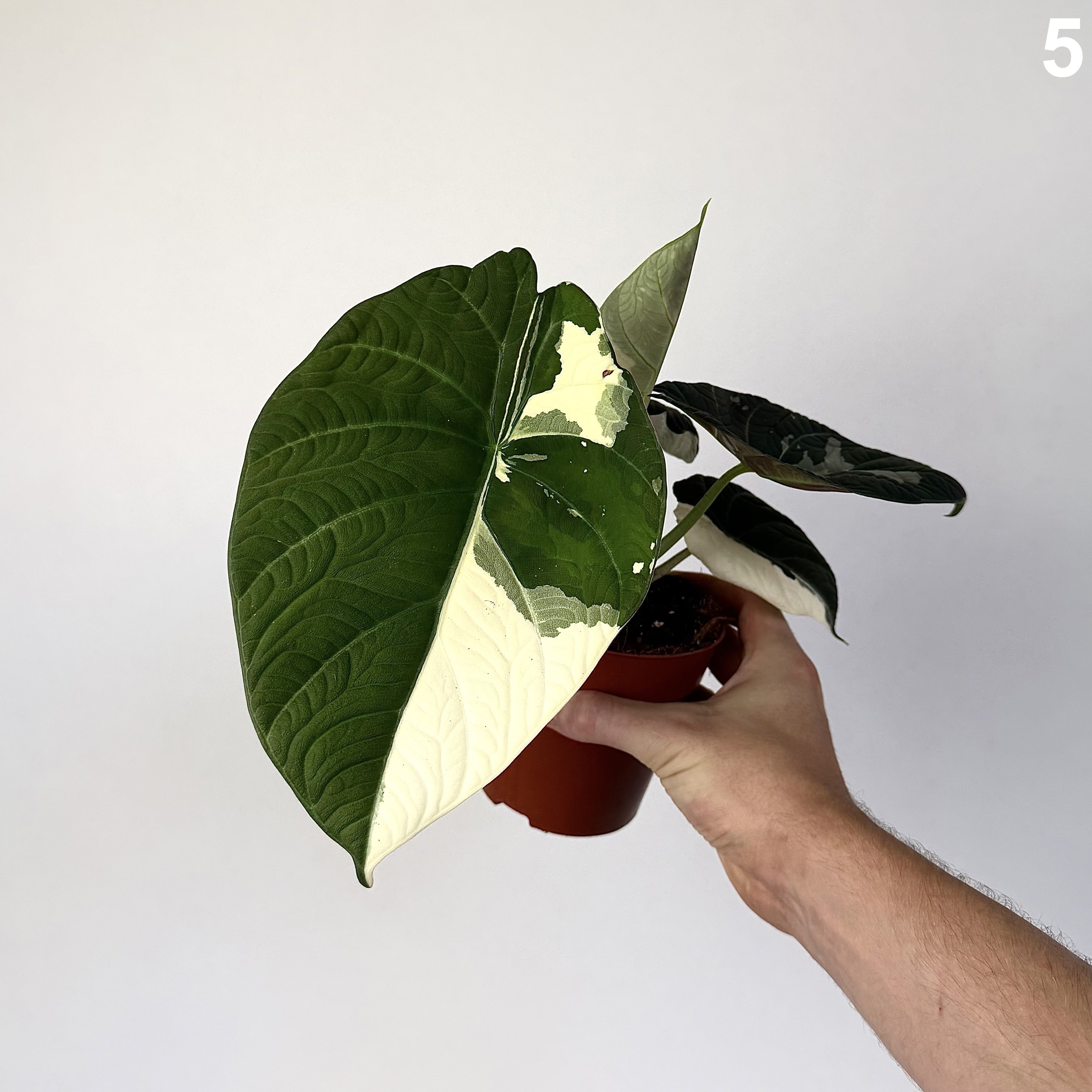 Alocasia Maharani Albo WW