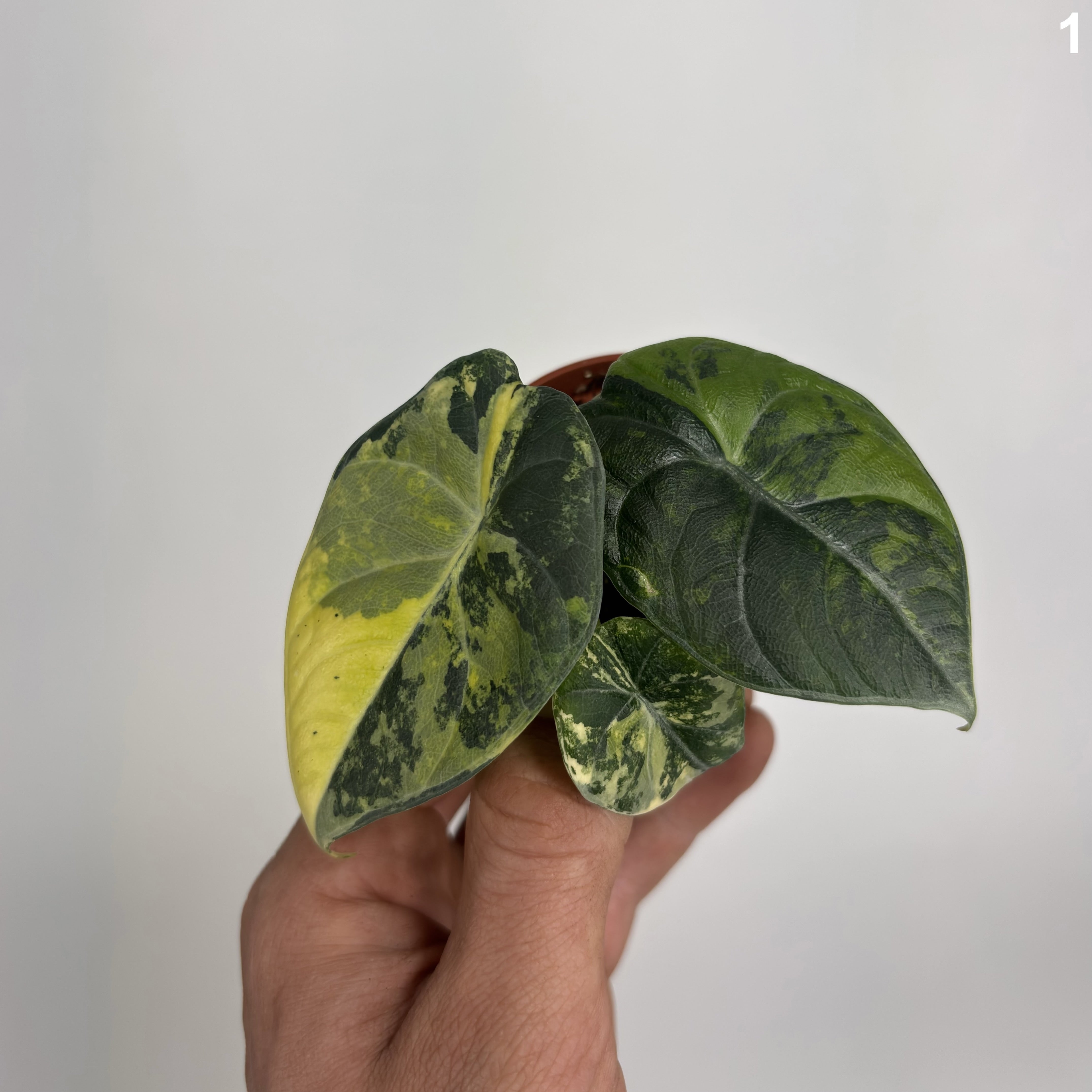 Alocasia Maharani Aurea