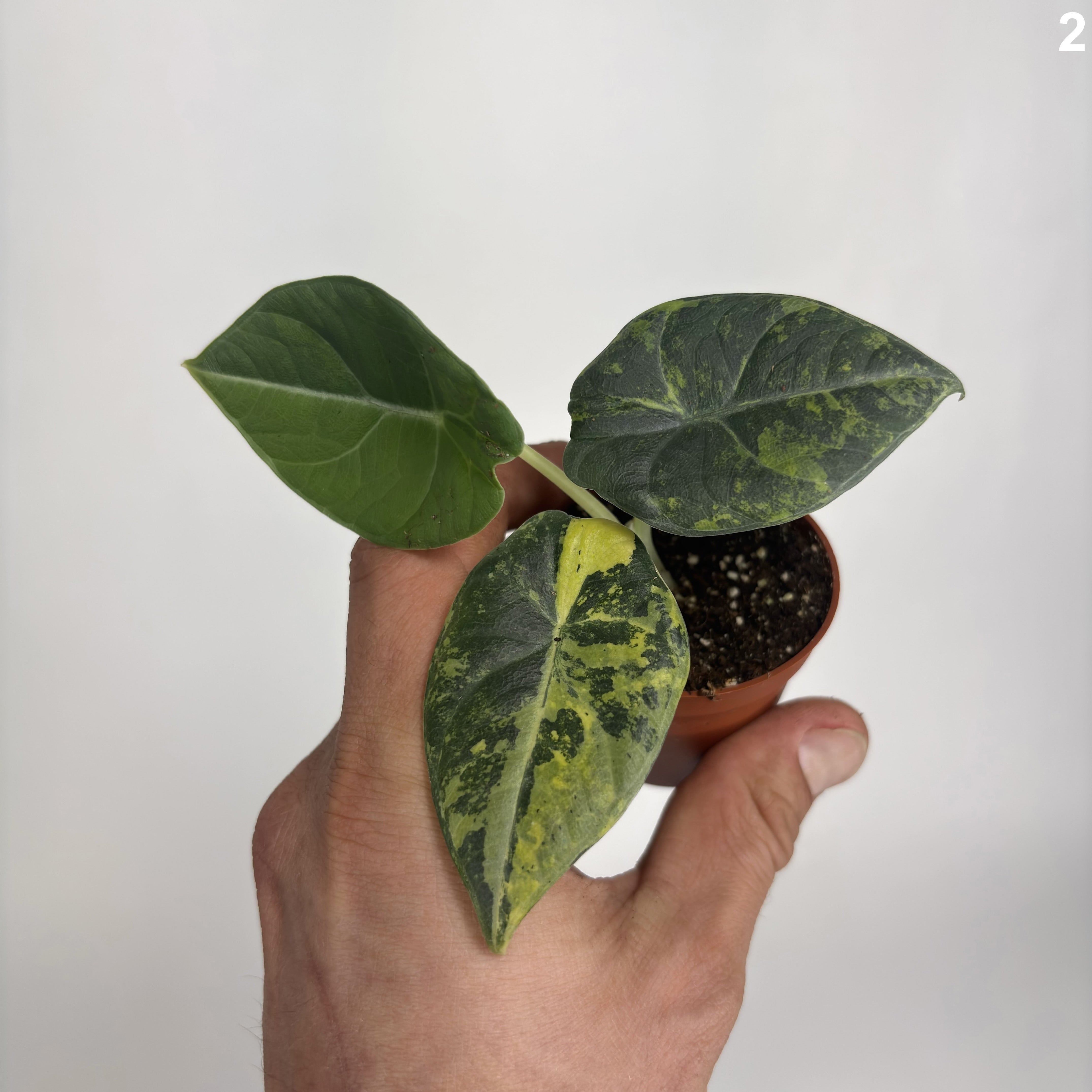 Alocasia Maharani Aurea