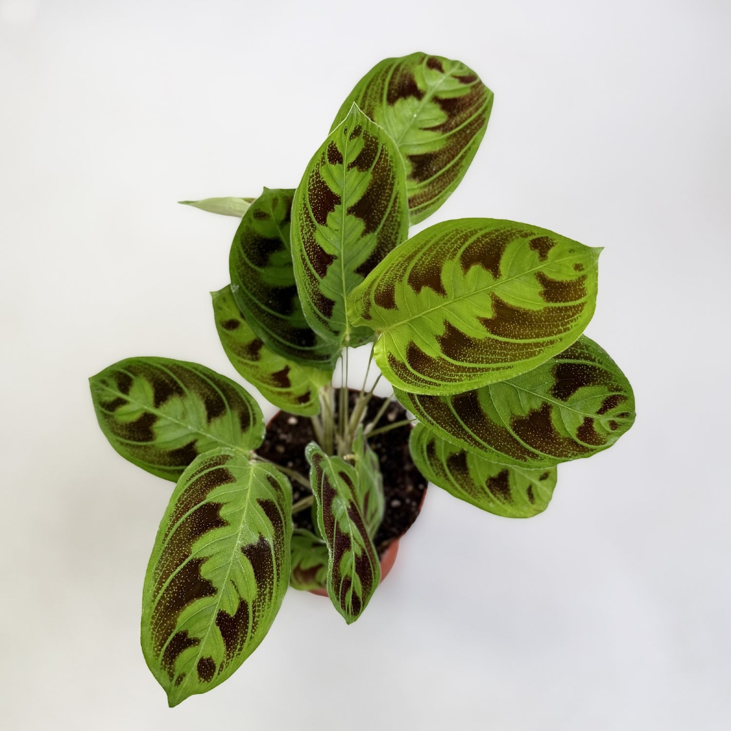 Maranta Testudinea by Downtown Plant Club