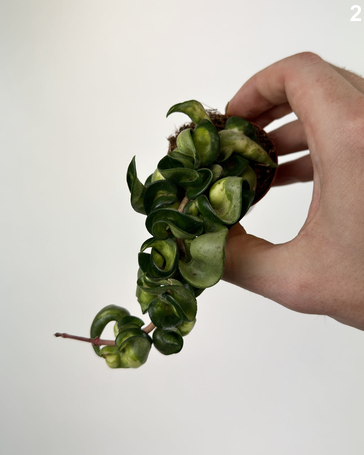 Hoya Mauna Loa WW