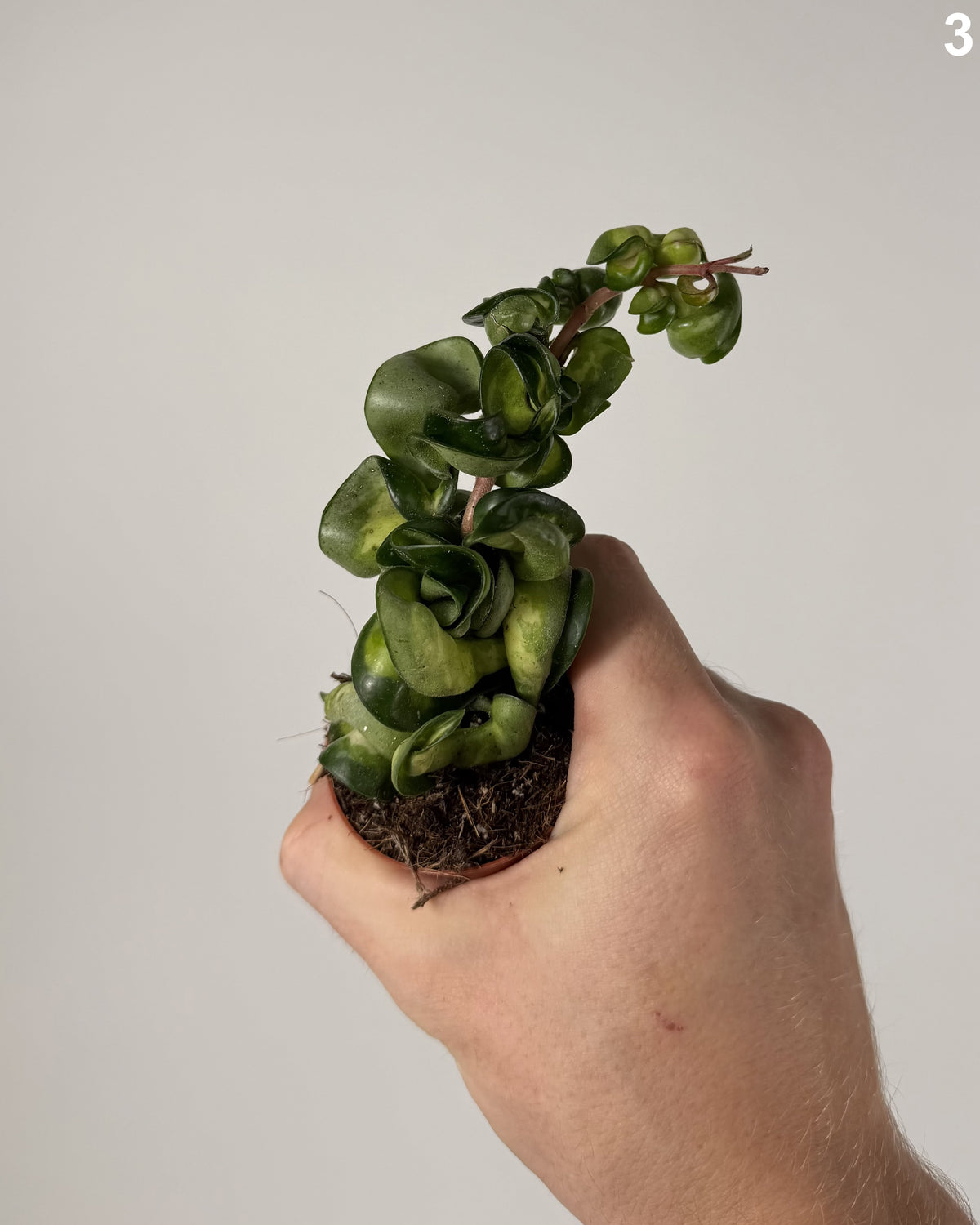Hoya Mauna Loa WW