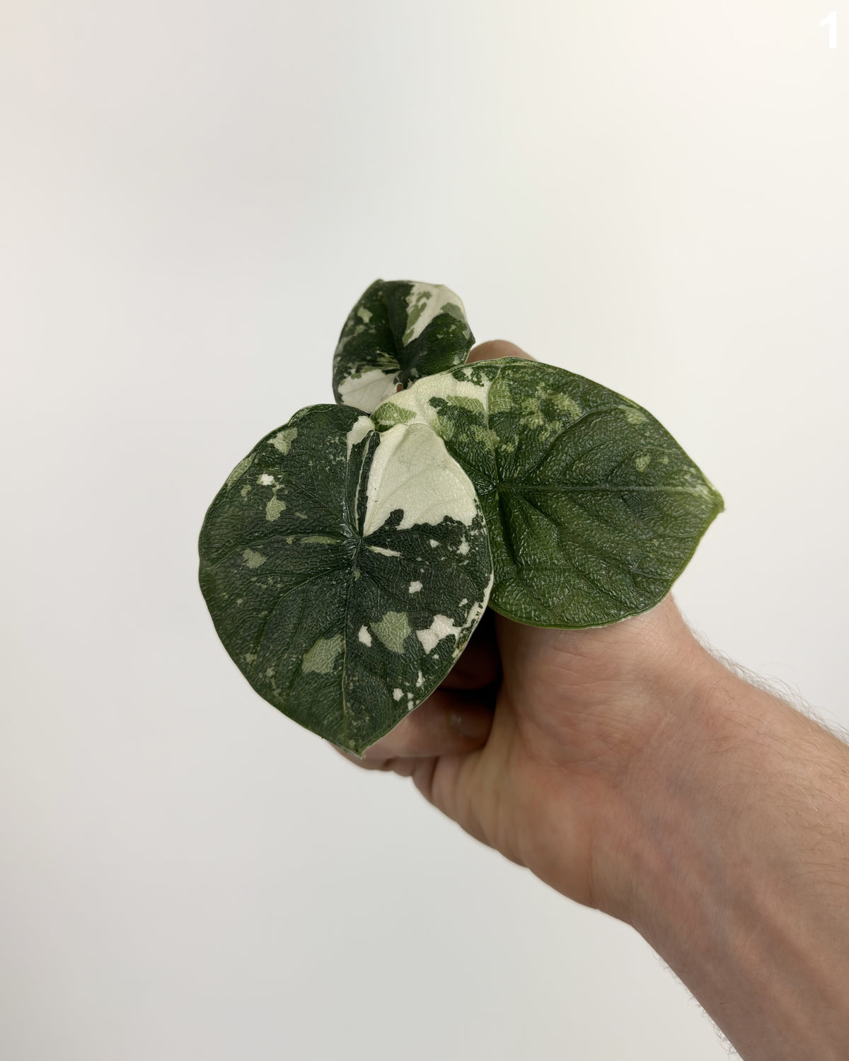 Alocasia Melo Albo  WW