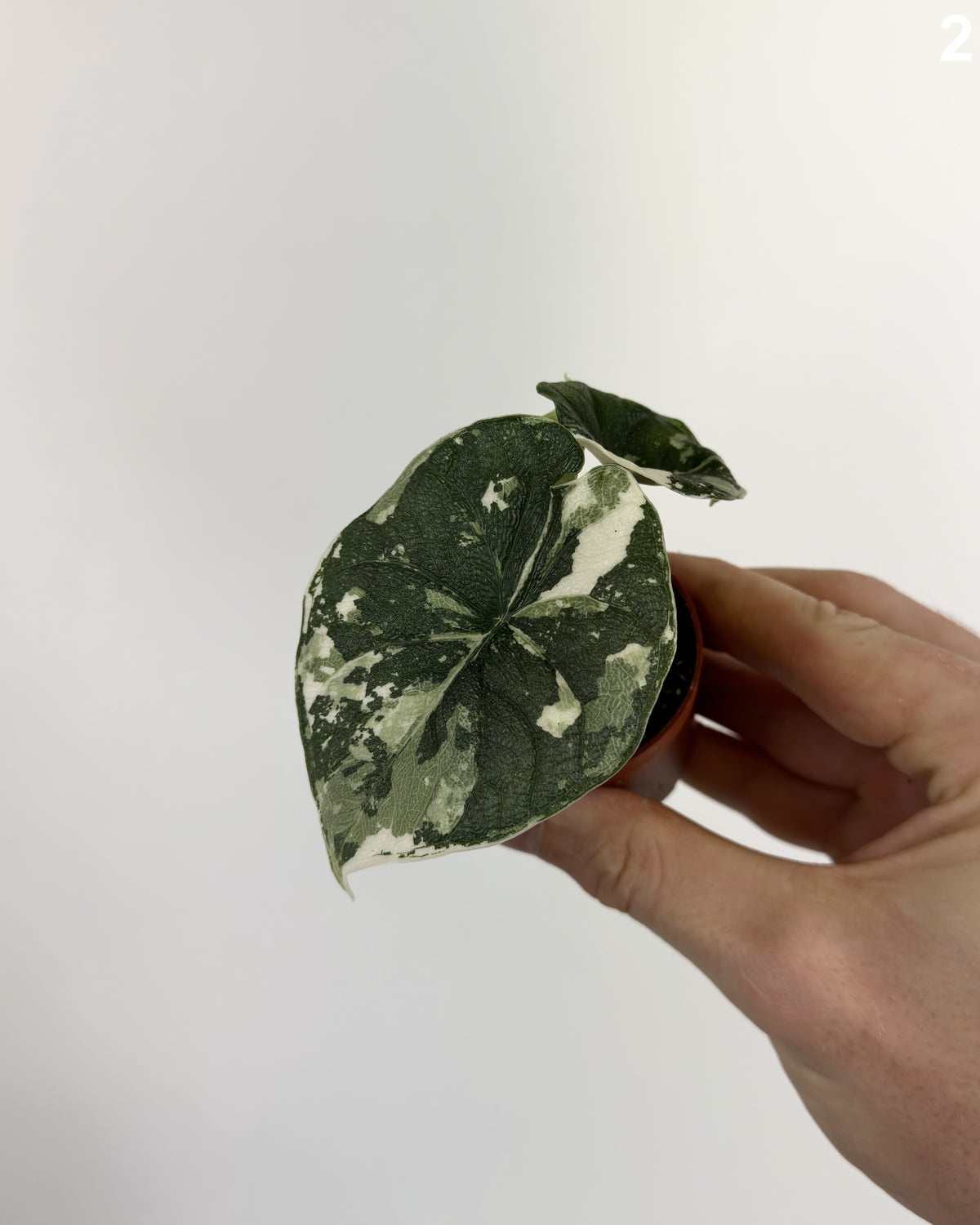 Alocasia Melo Albo  WW