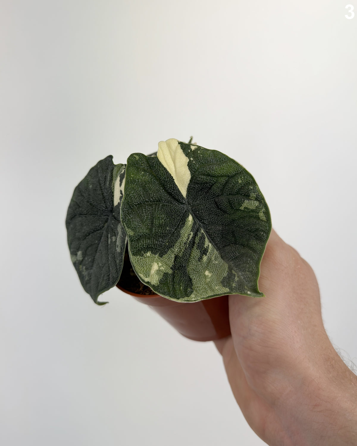 Alocasia Melo Albo  WW