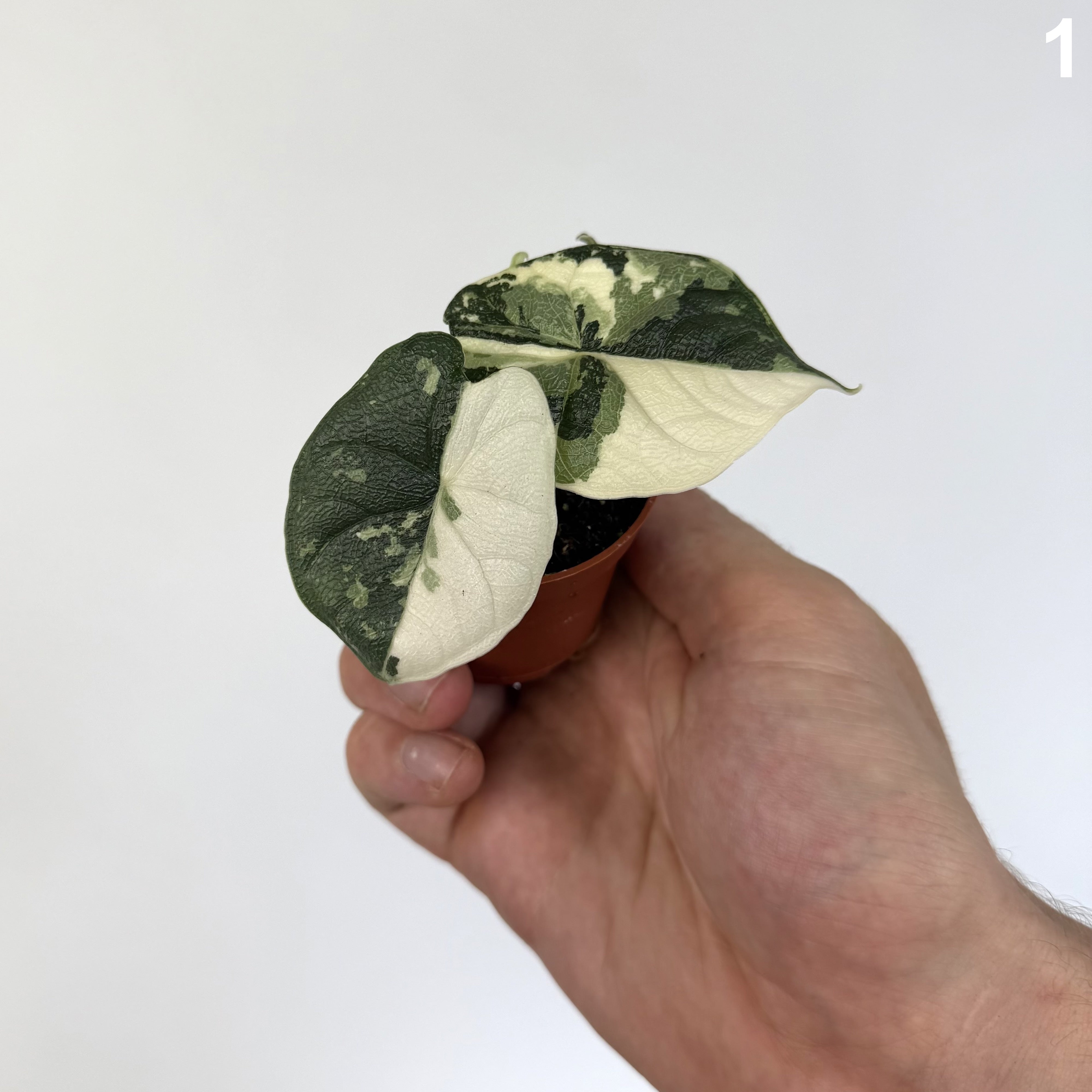 Alocasia Melo Albo WW