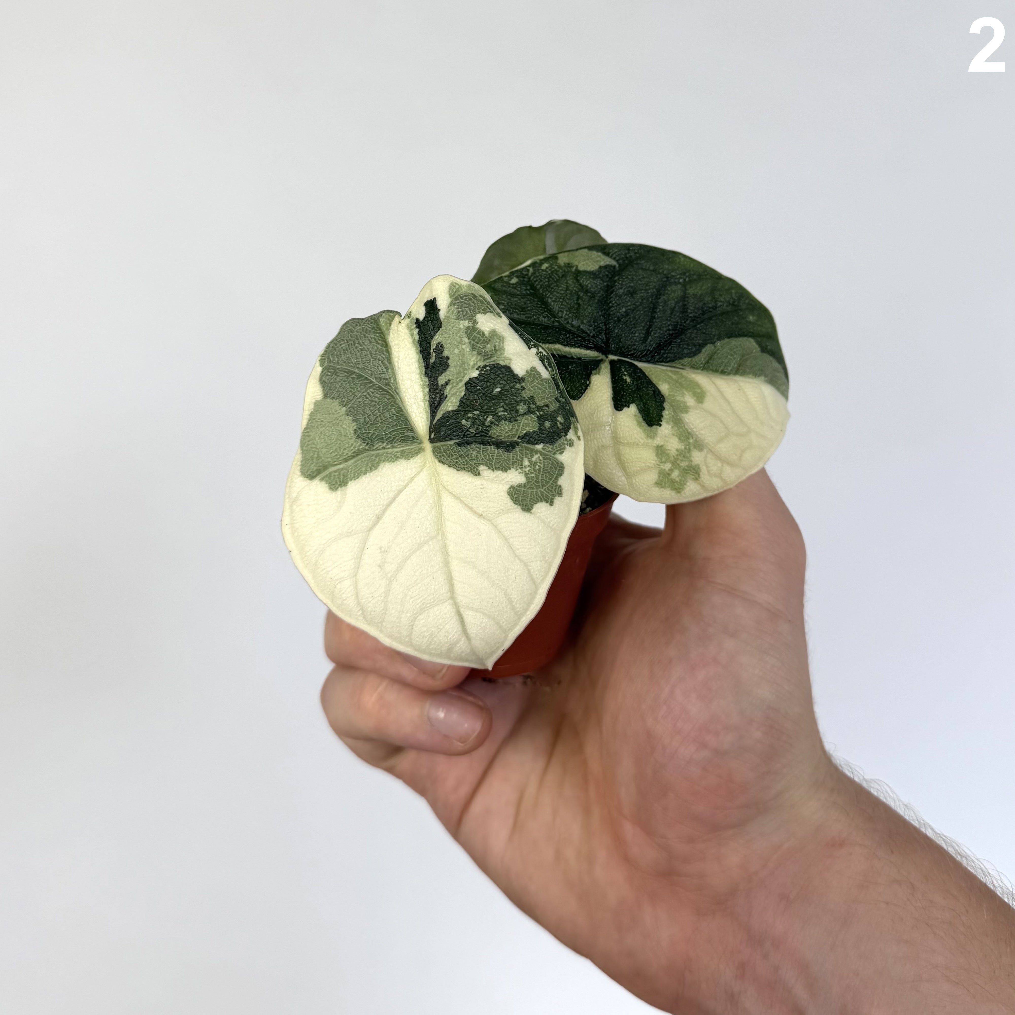 Alocasia Melo Albo WW